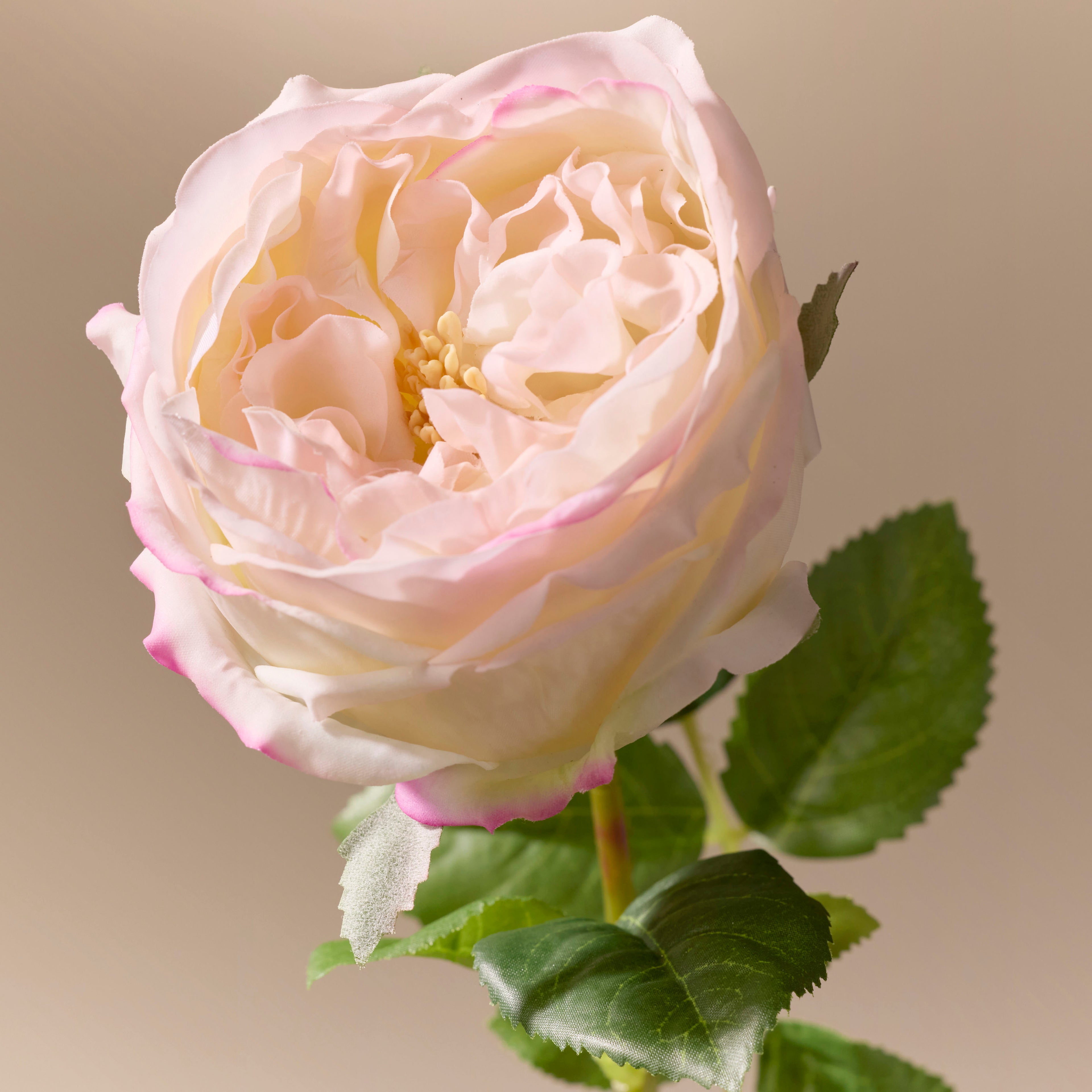 Faux Austin Rose Stem | Light Pink - 45cm