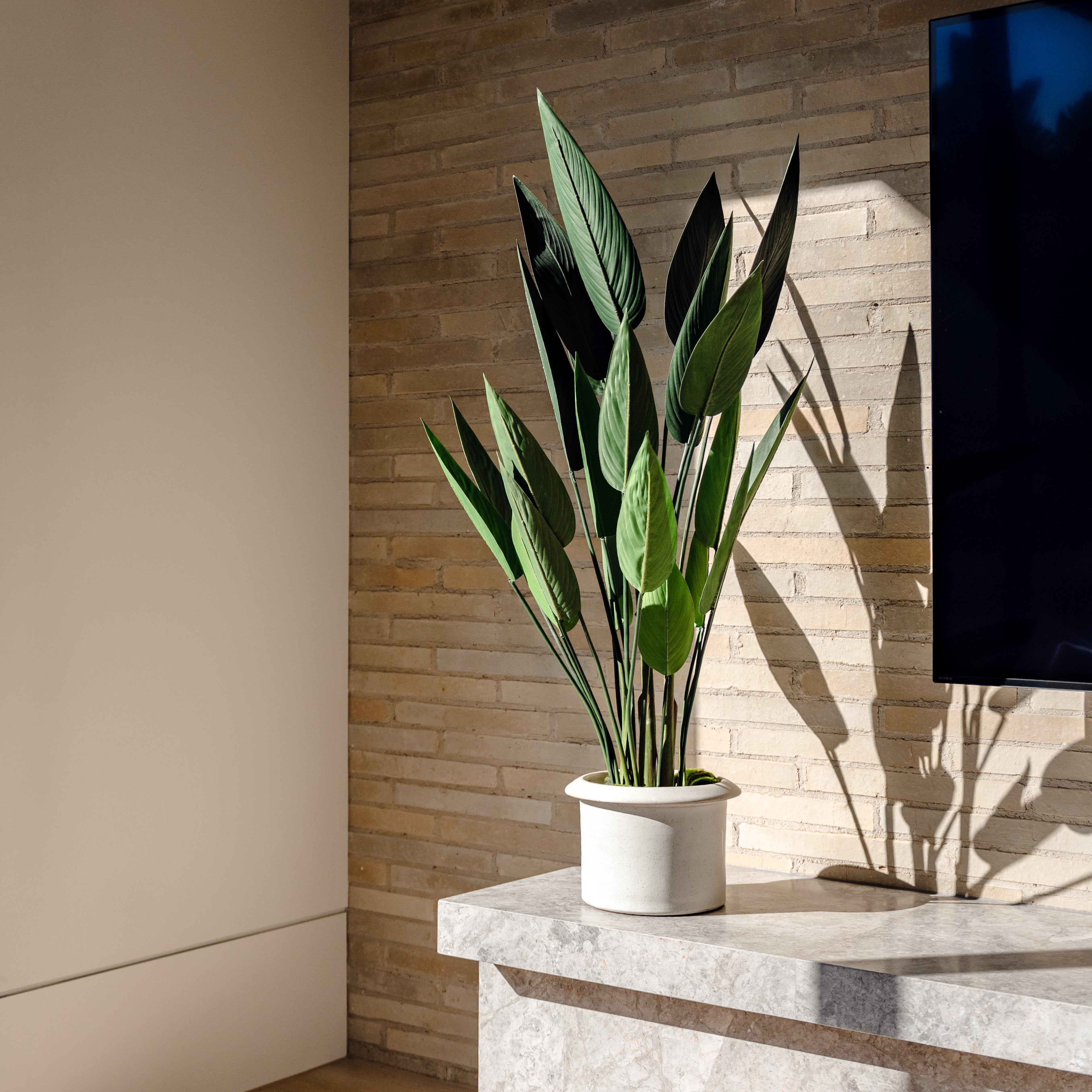 Faux Sky Bird Plant | 120cm