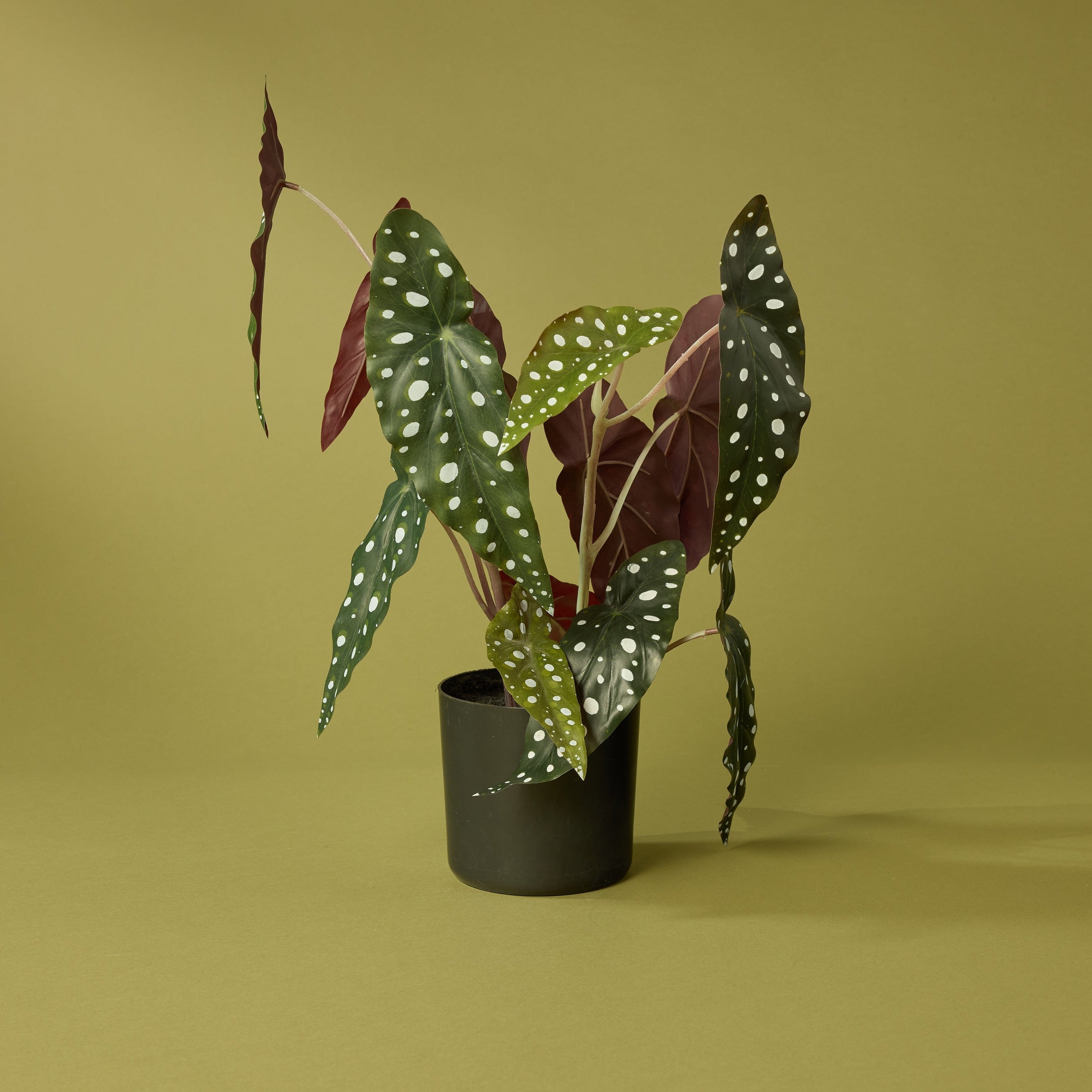 Faux Spotted Begonia | 51cm