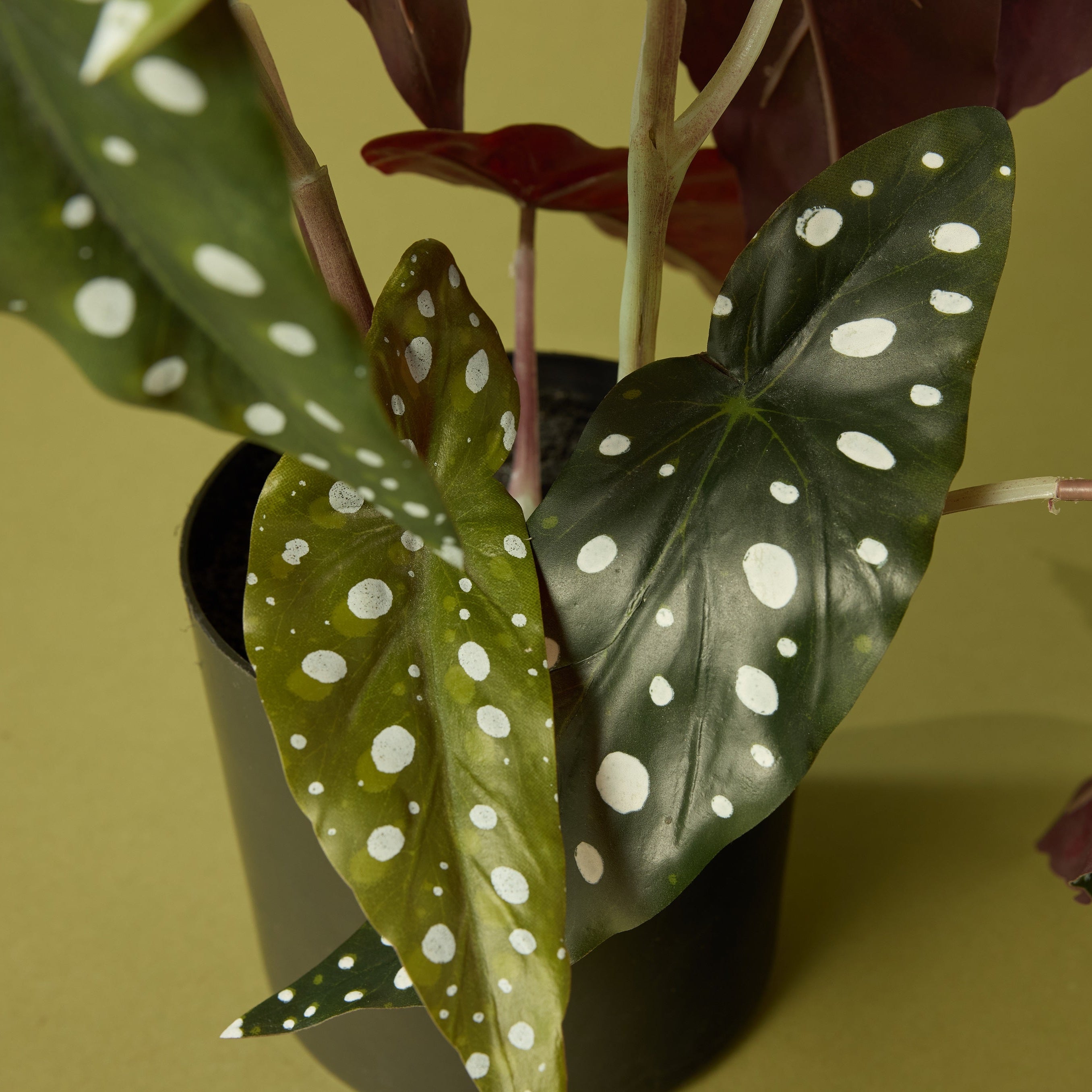 Faux Spotted Begonia | 51cm