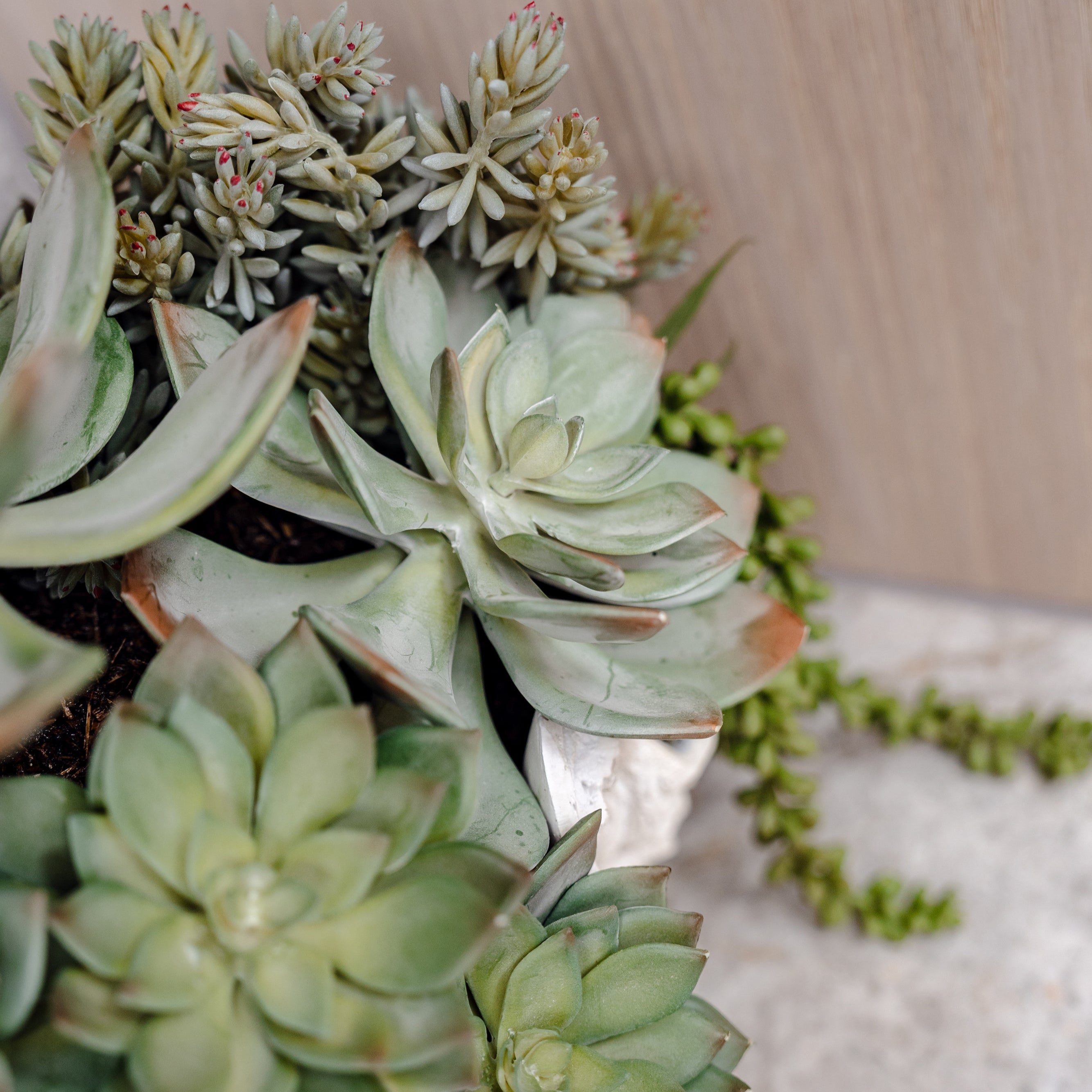 Faux Succulent Mix - Seychelles Clam Vessel | 52cm