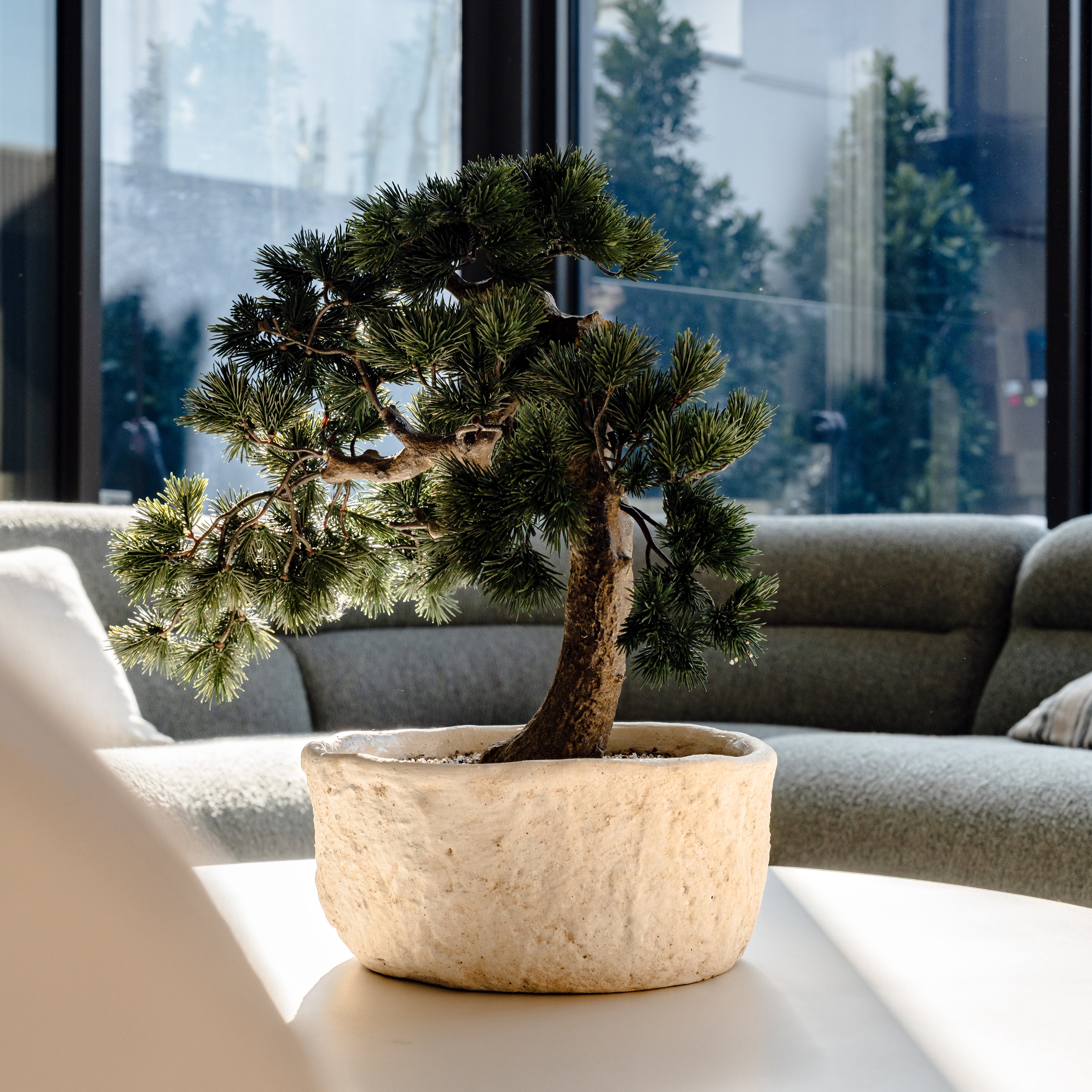 Faux Pine Bonsai - Textured Cement Pot | Cream - 57cm