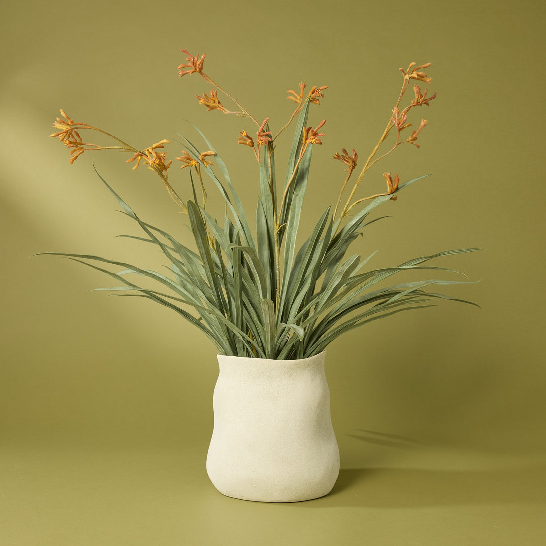 Kangaroo Paw - Maliah Pot | Yellow - 76cm