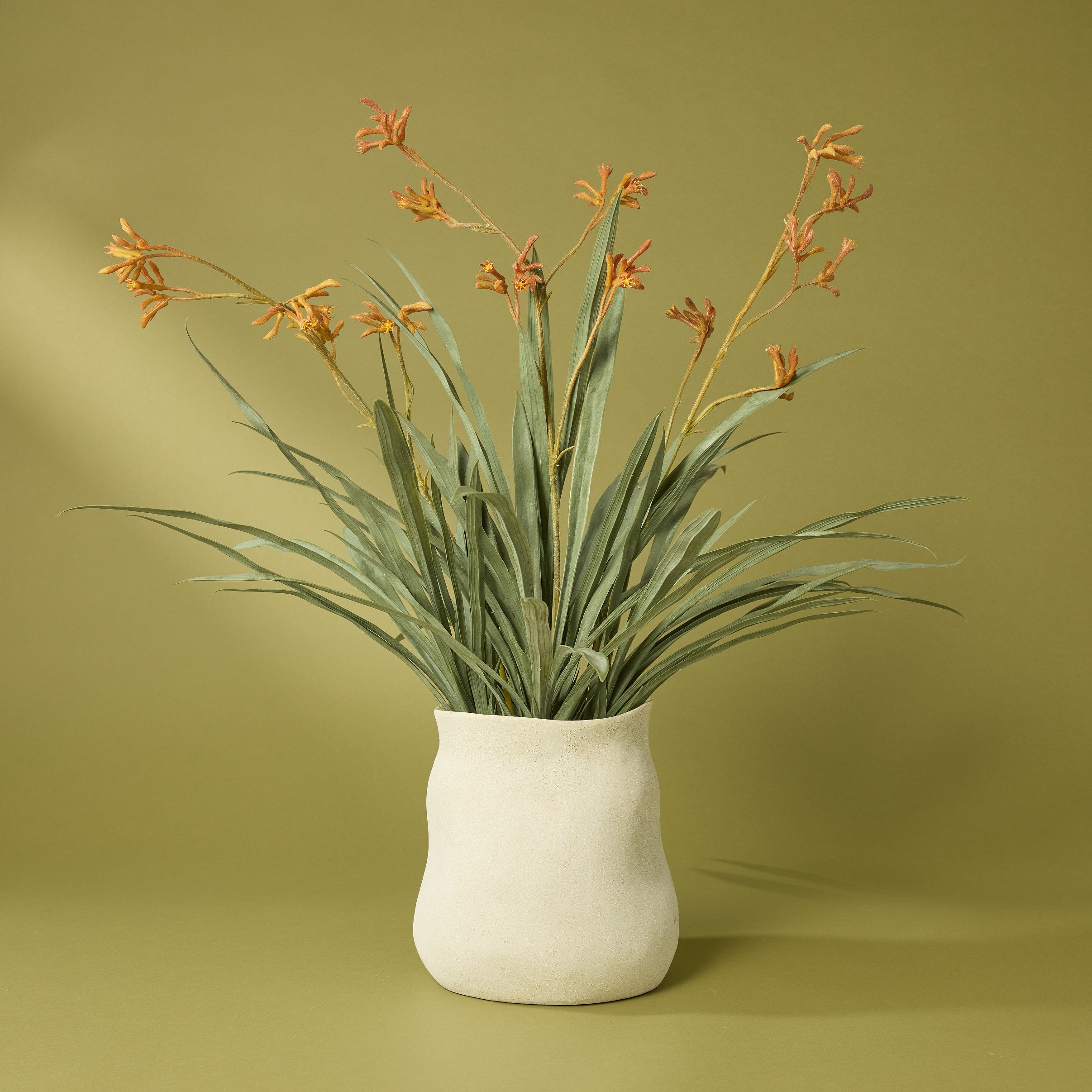 Kangaroo Paw - Maliah Pot | Yellow - 76cm