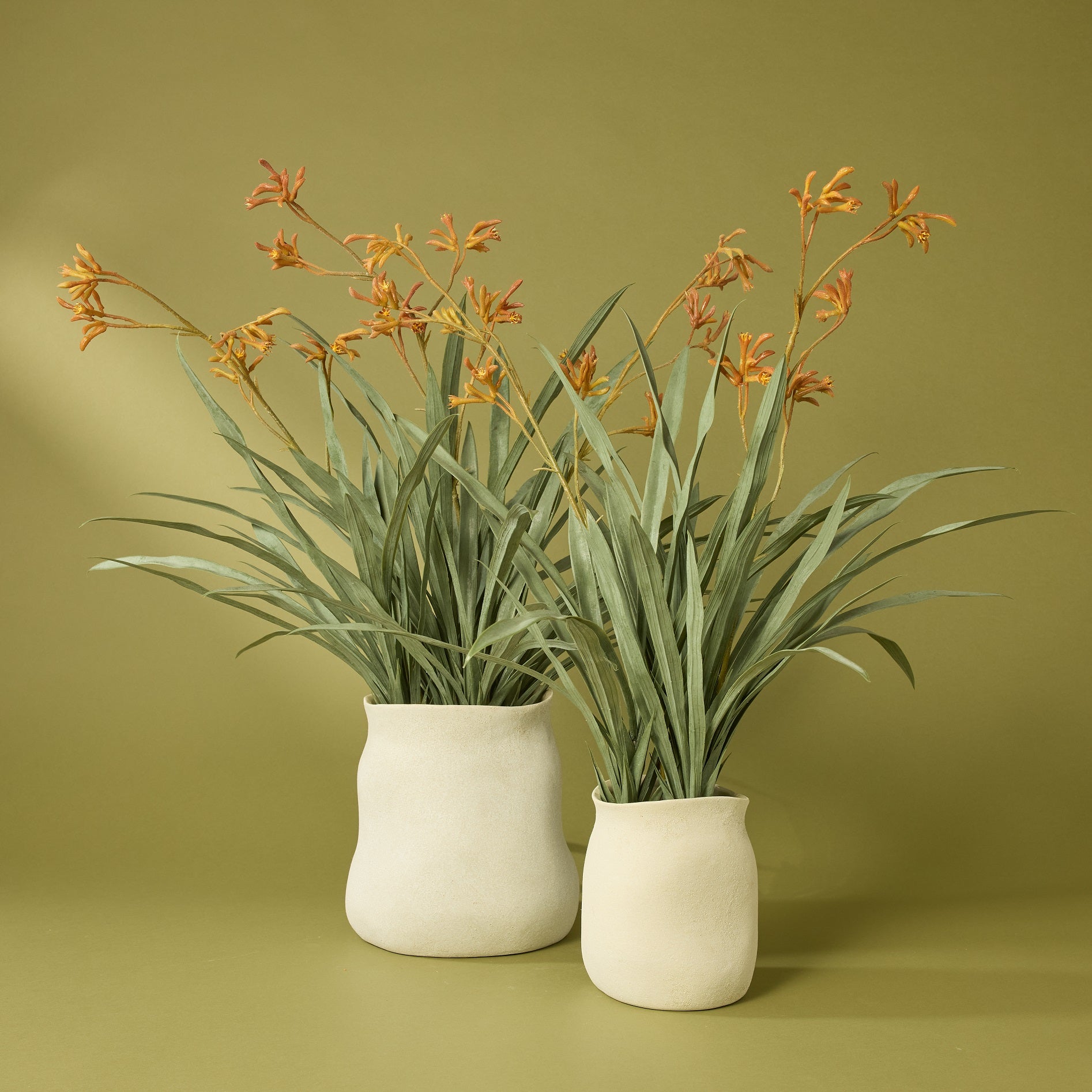Kangaroo Paw - Maliah Pot | Yellow - 76cm