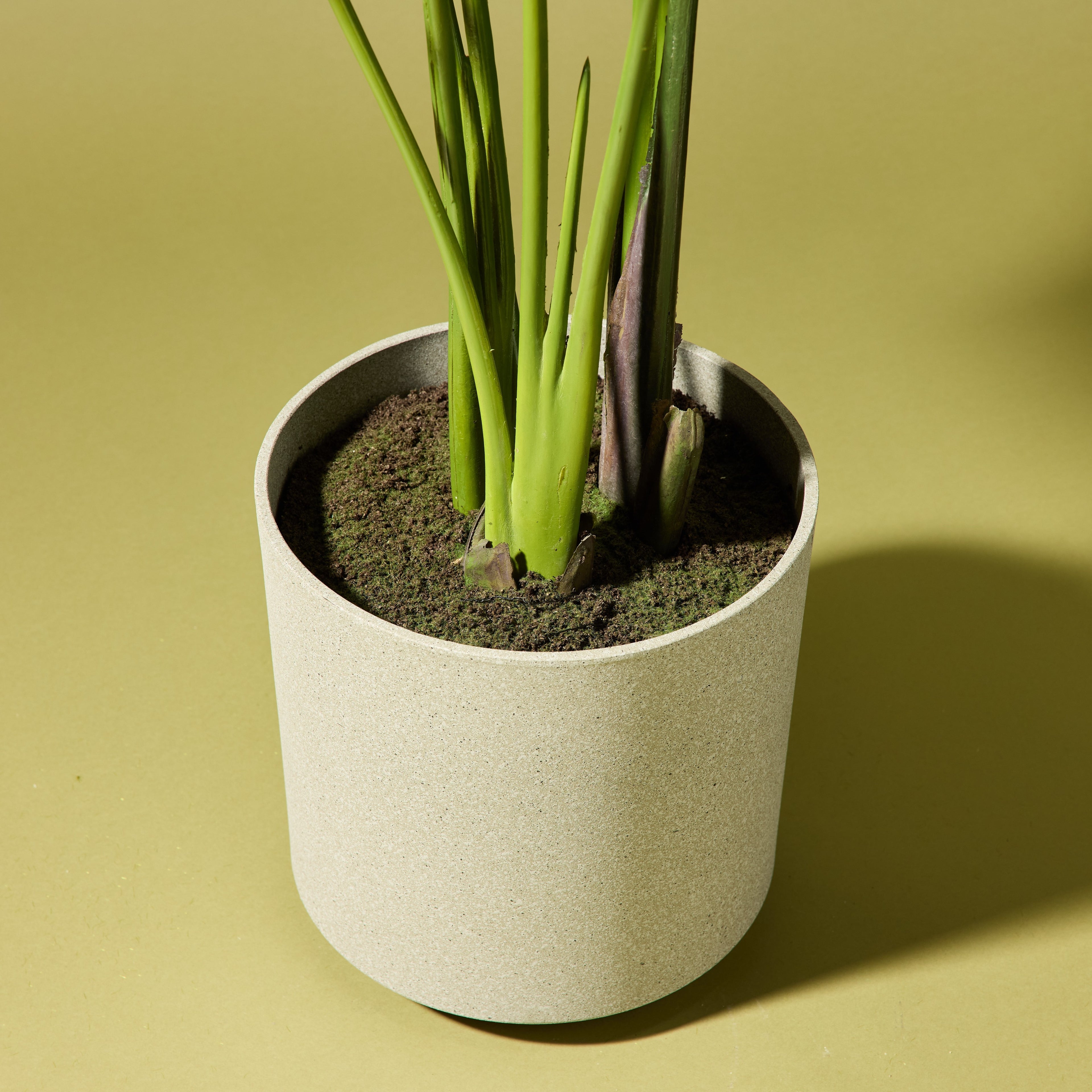 Faux Giant Bird Of Paradise - Cylinder Planter | 145cm