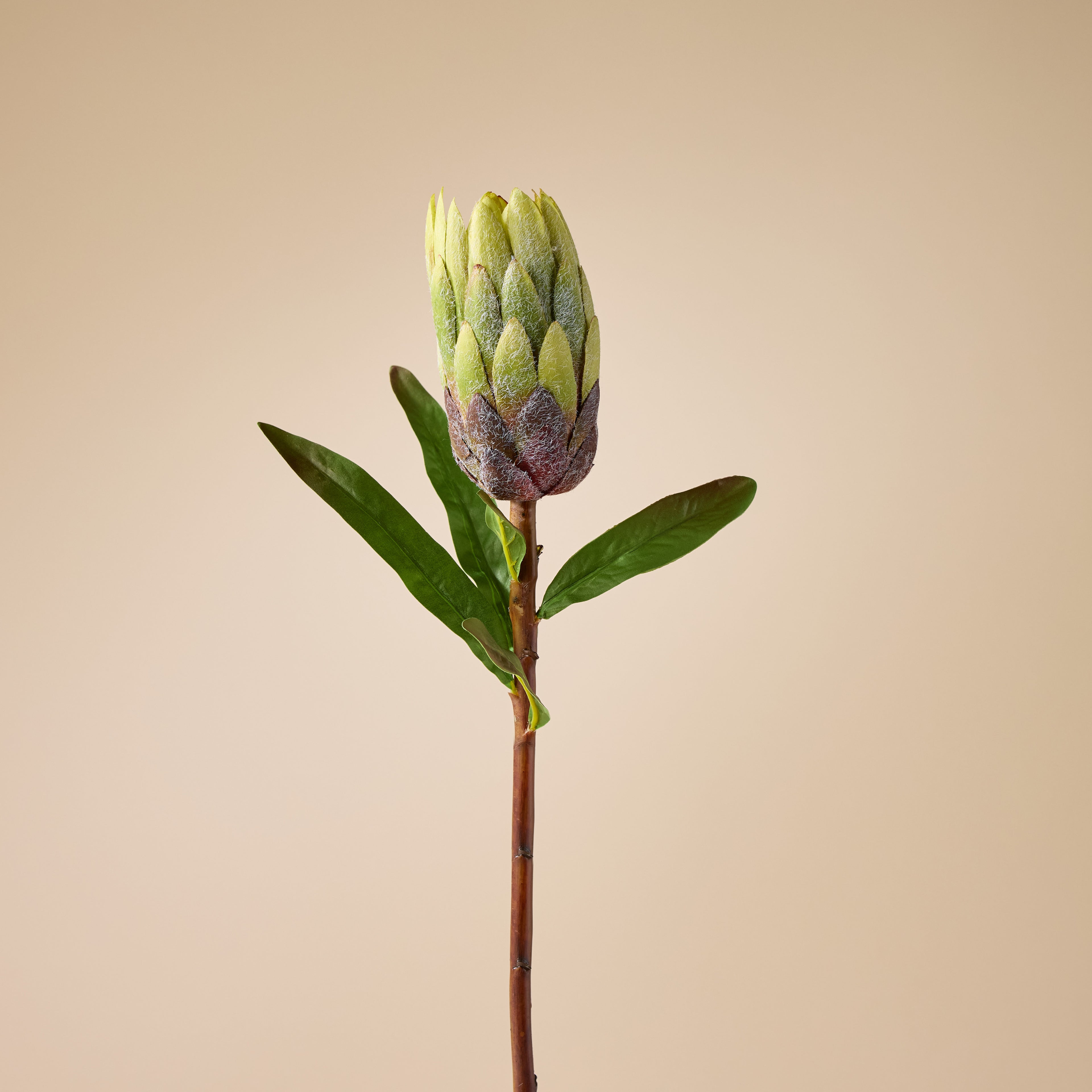 Faux Flocked Protea Stem | Green - 61cm