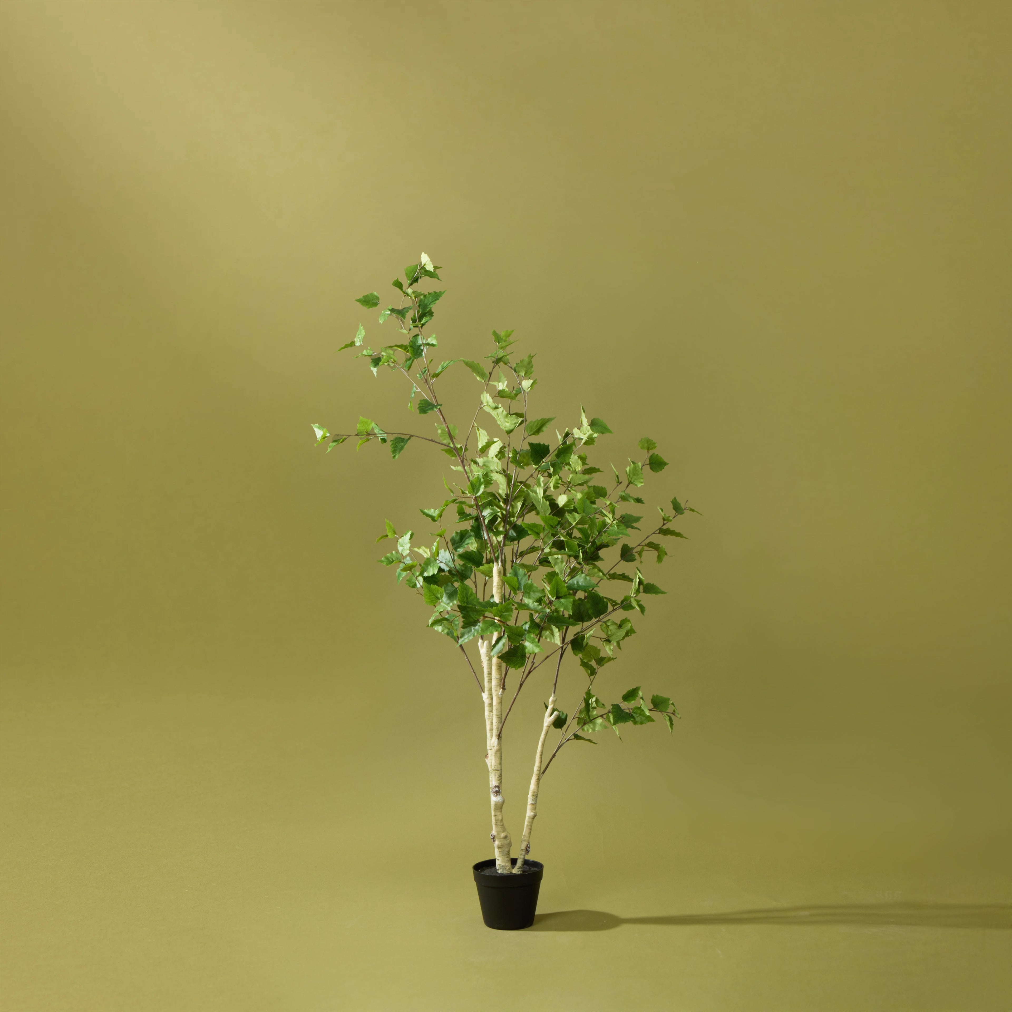 Faux Silver Birch Tree - Garden Pot | 155cm