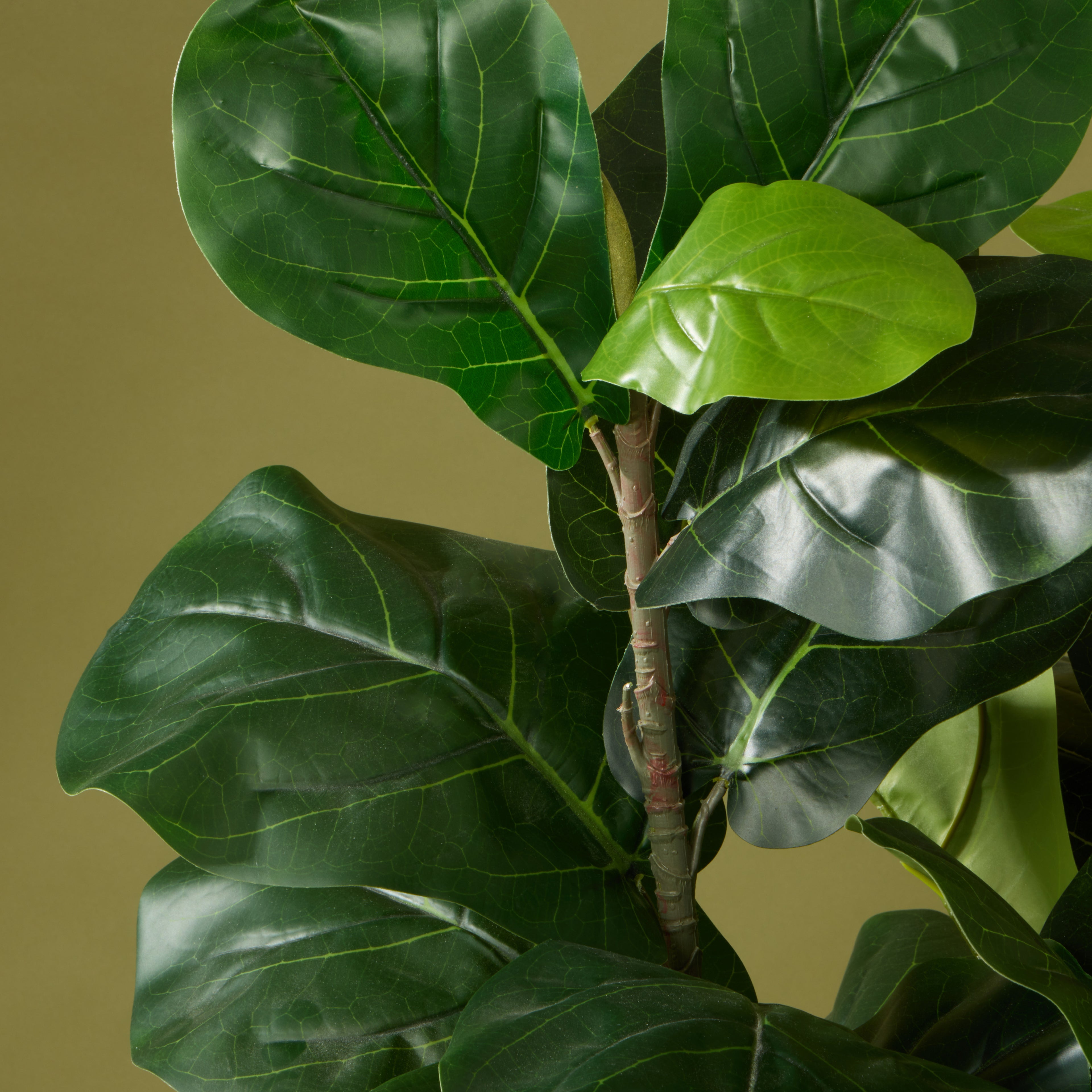 Faux Giant Fiddle Plant - Vienna Planter | Black - 100cm