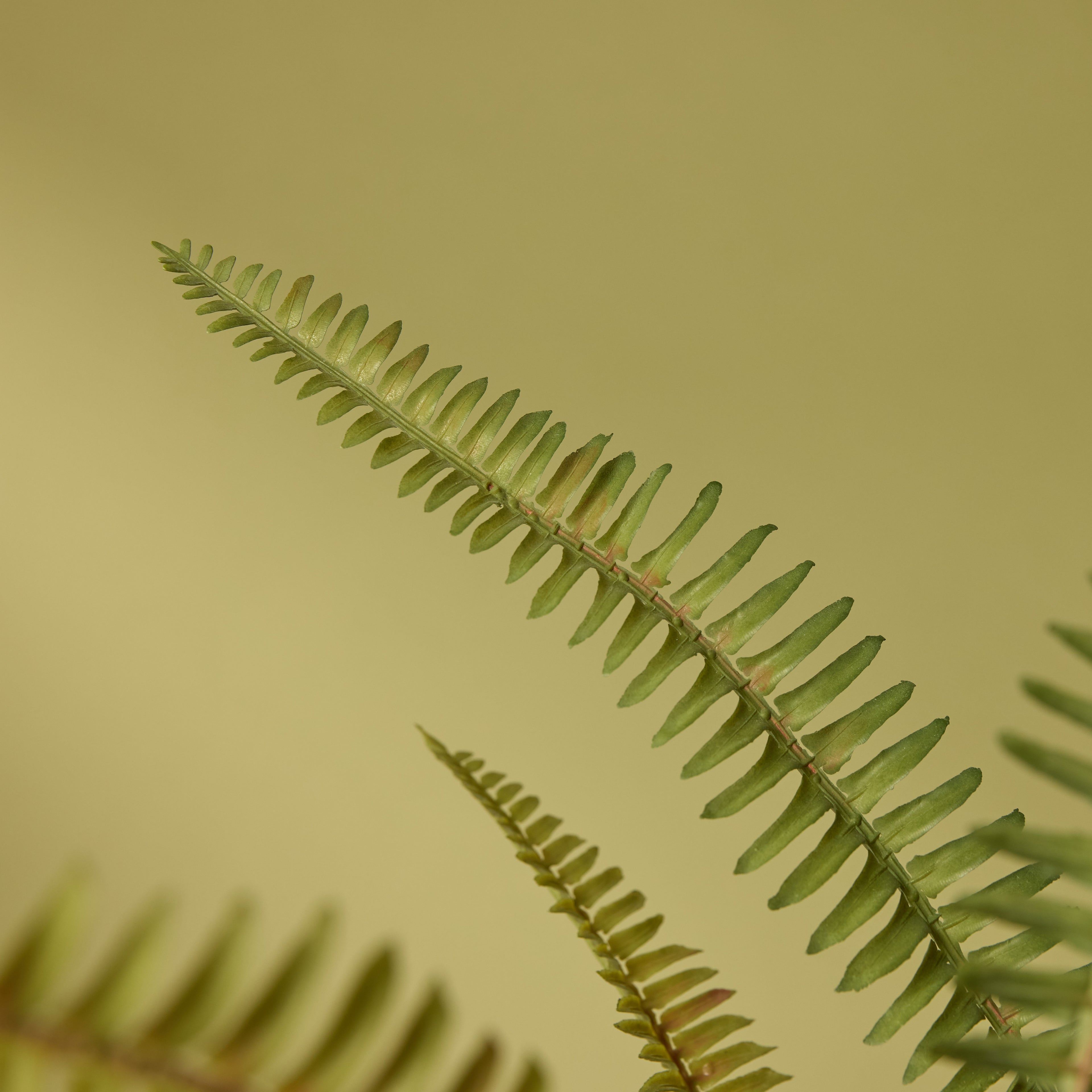 Faux Boston Fern - White Pot | 71cm