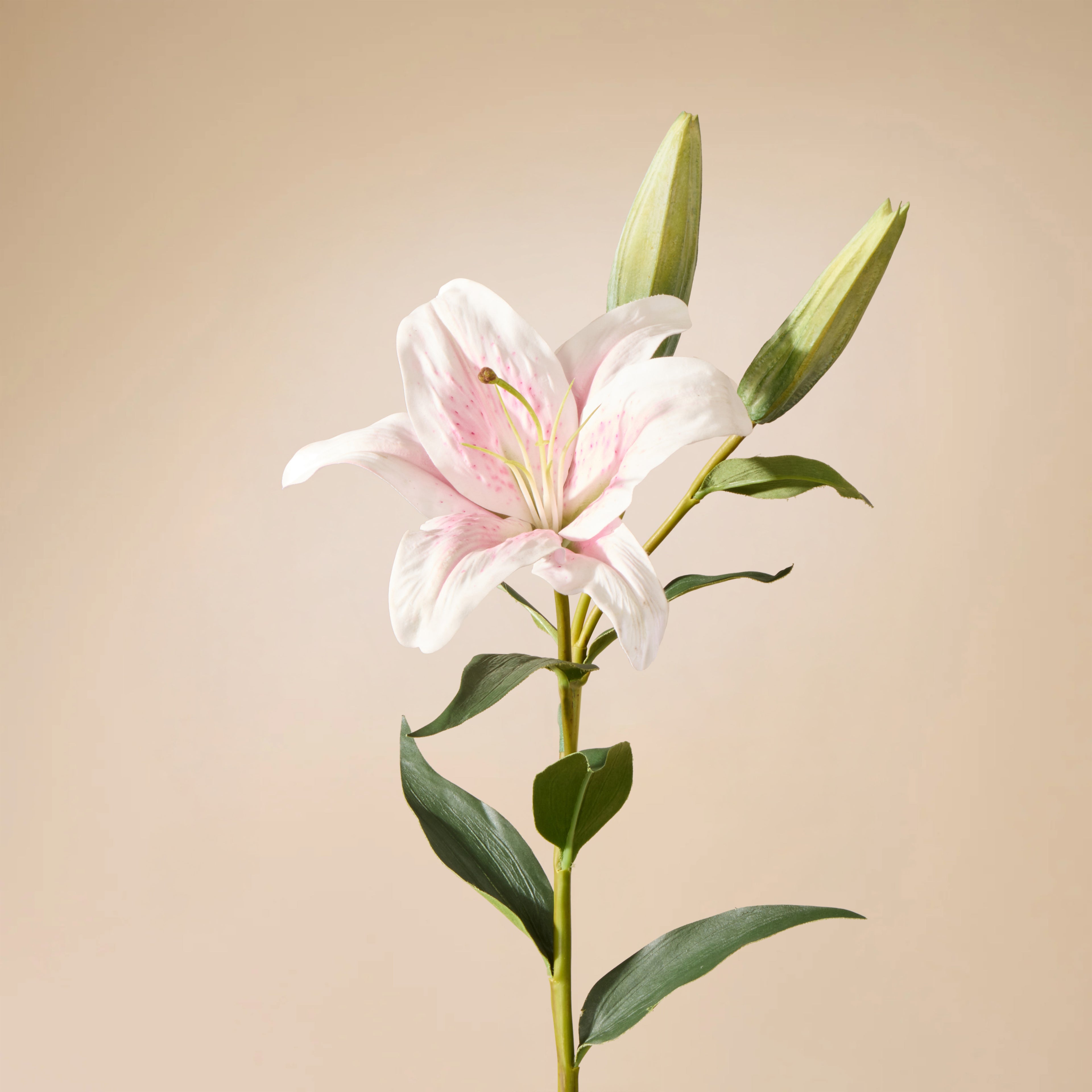 Faux Casablanca Lily | Pink - 80cm