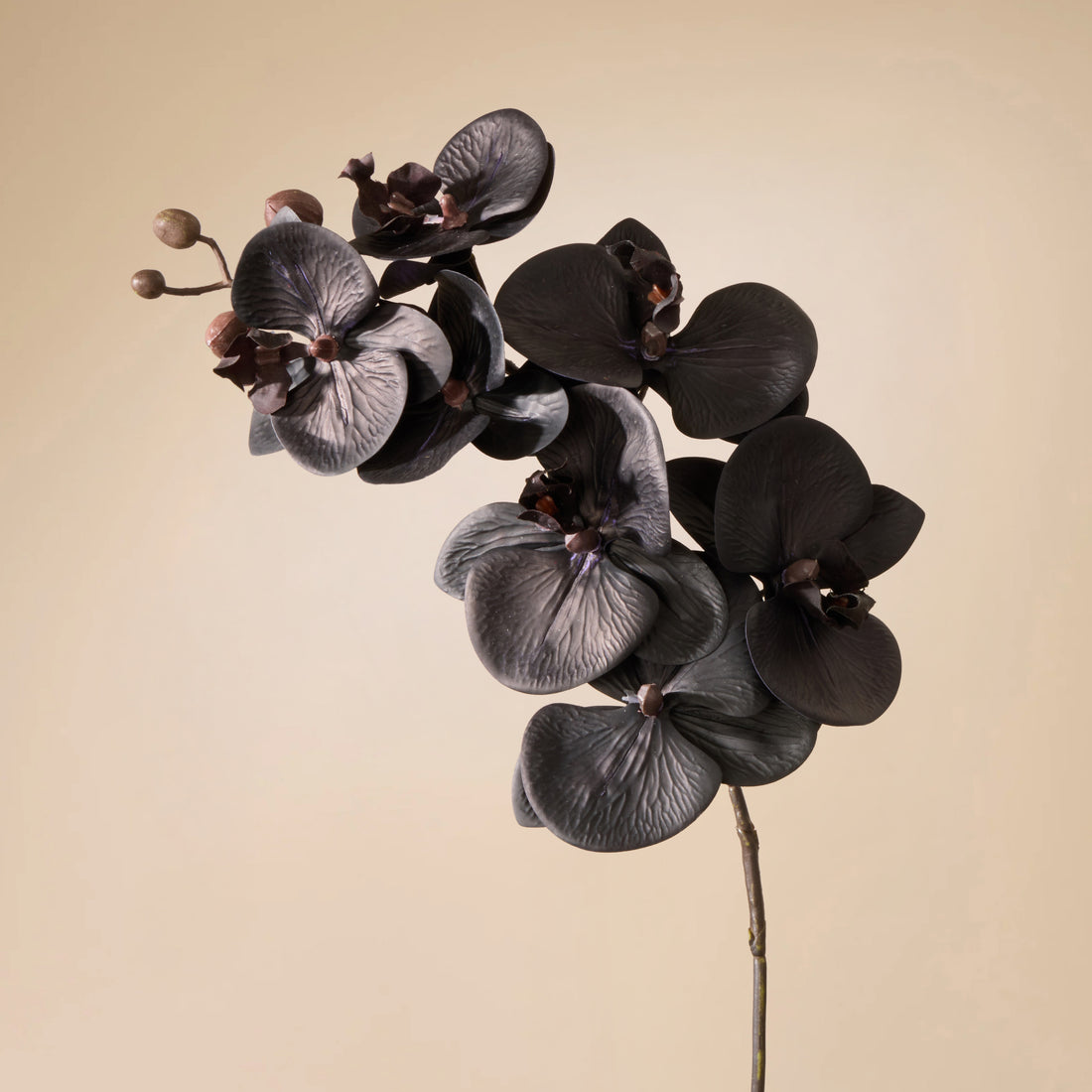 Faux Phalaenopsis Orchid Stem | Black - 72cm