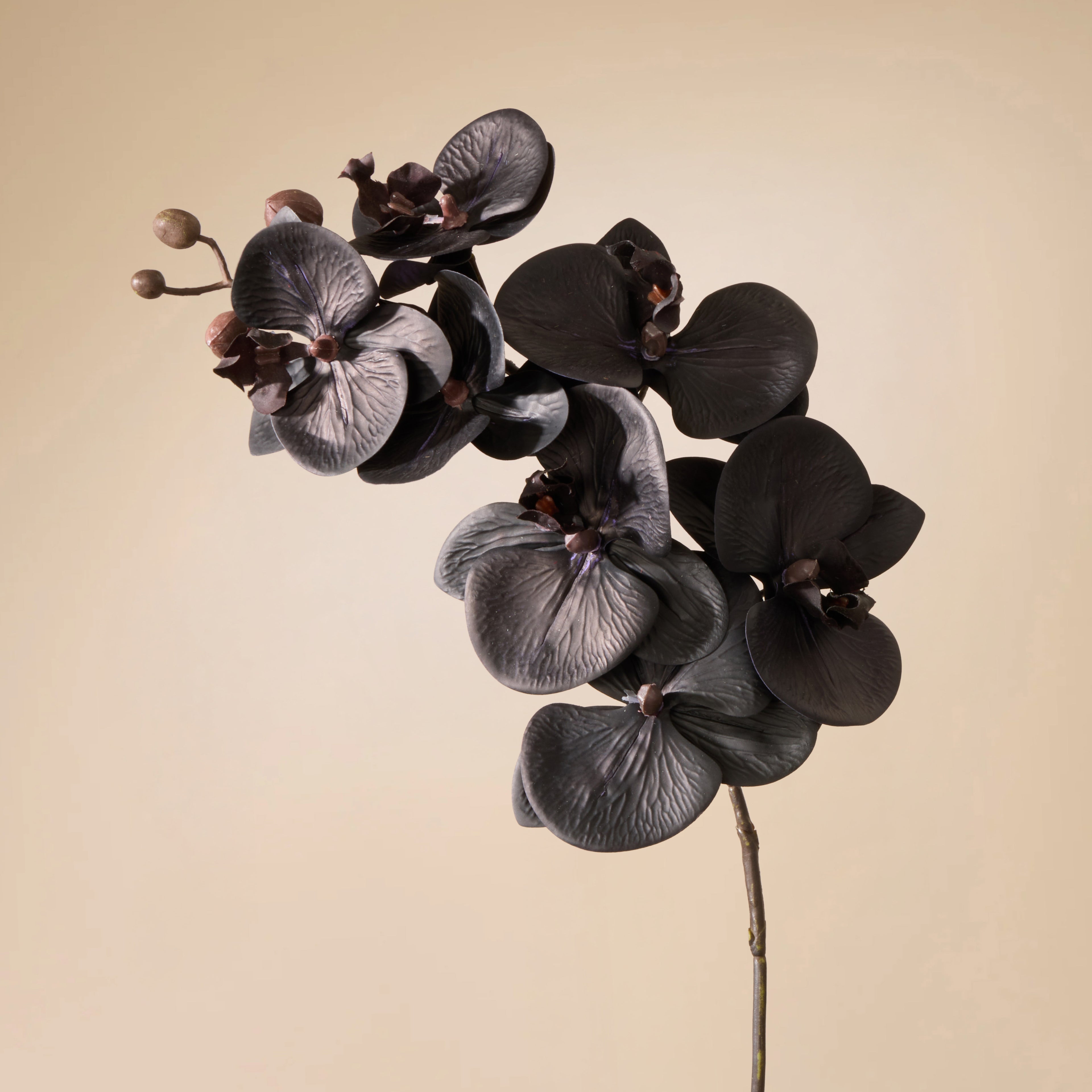 Faux Phalaenopsis Orchid Stem | Black - 72cm