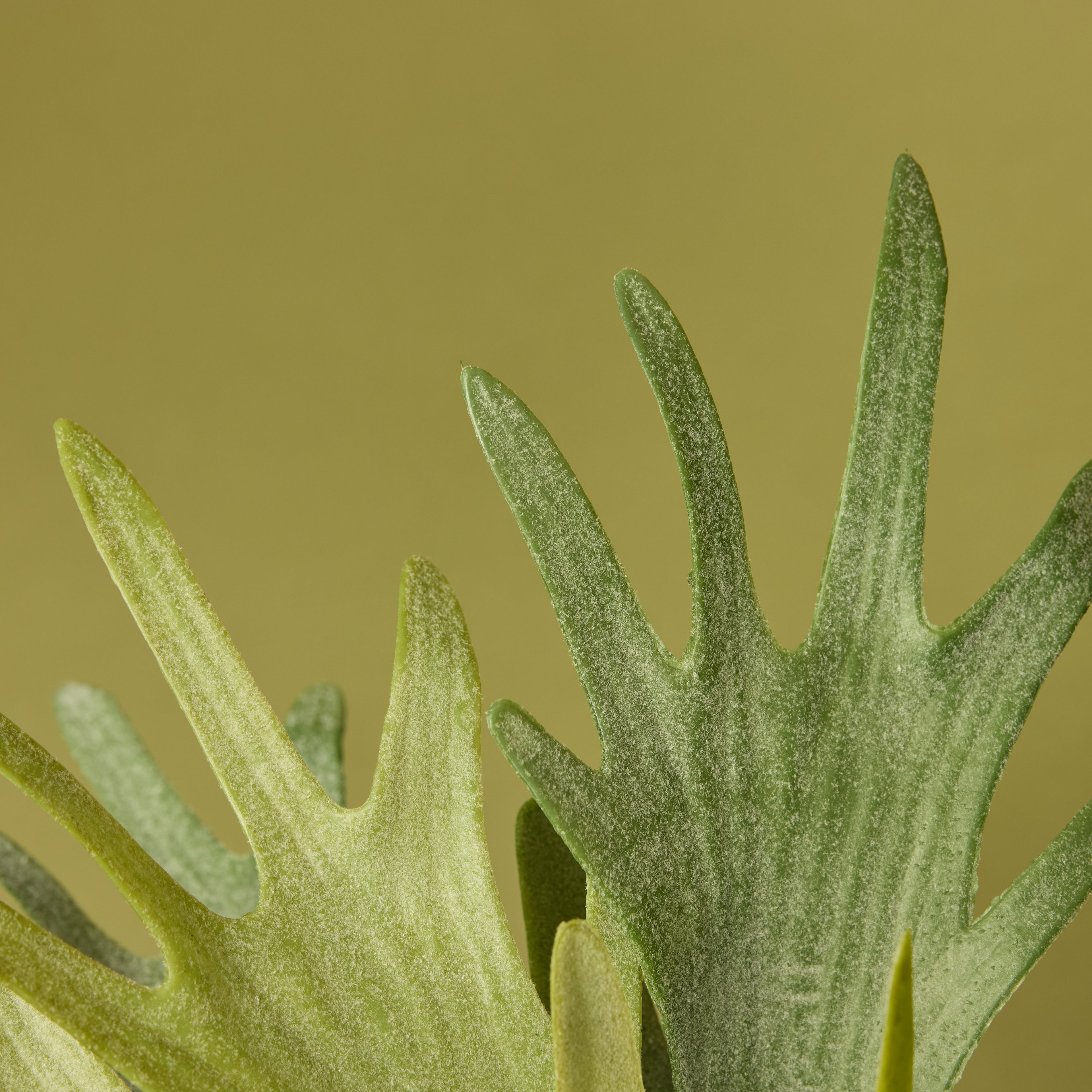 Faux Staghorn Fern - Maliah Wide Pot | Cream - 27cm