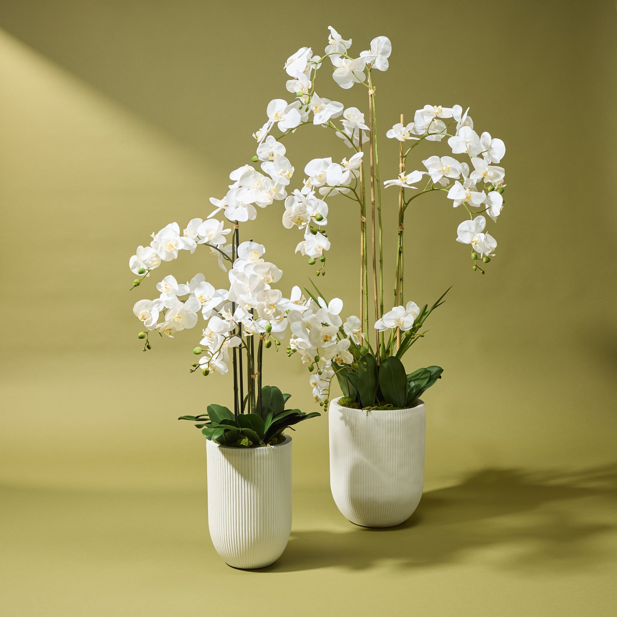 Faux Phalaenopsis Orchid - Ribbed Pot | White - 124cm