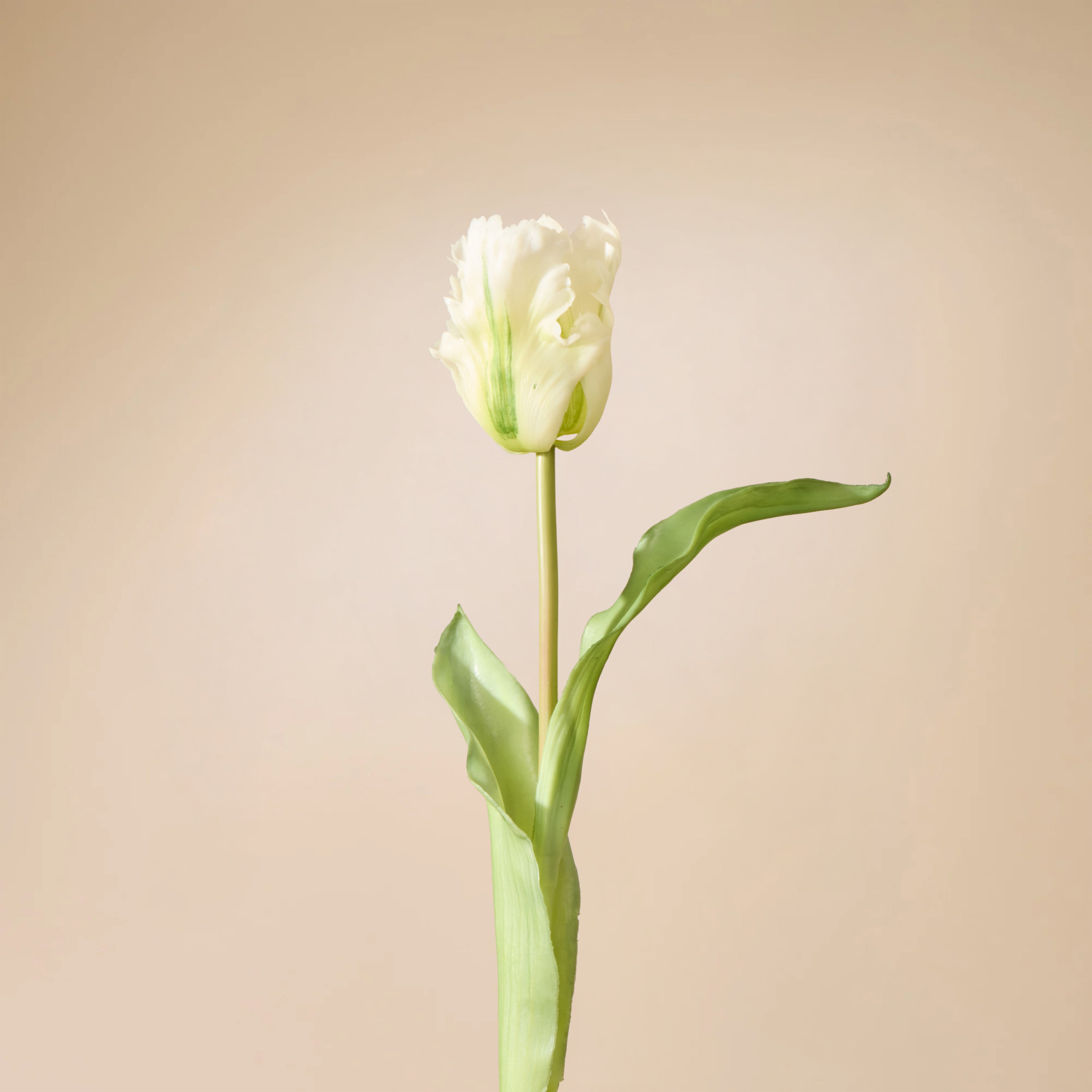 Faux Parrot Tulip Stem | White - 48cm