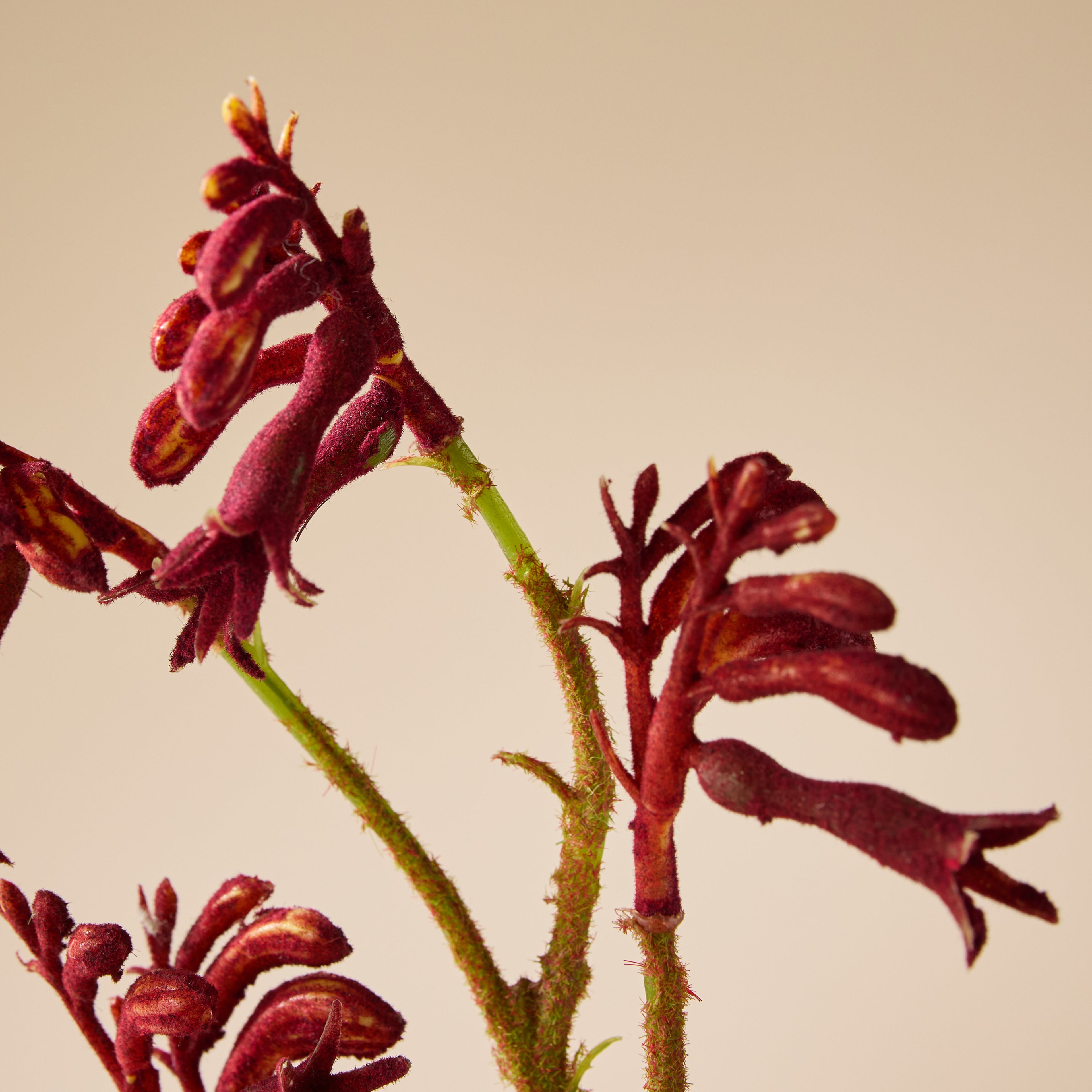 Faux Kangaroo Paw Spray | Red - 62cm