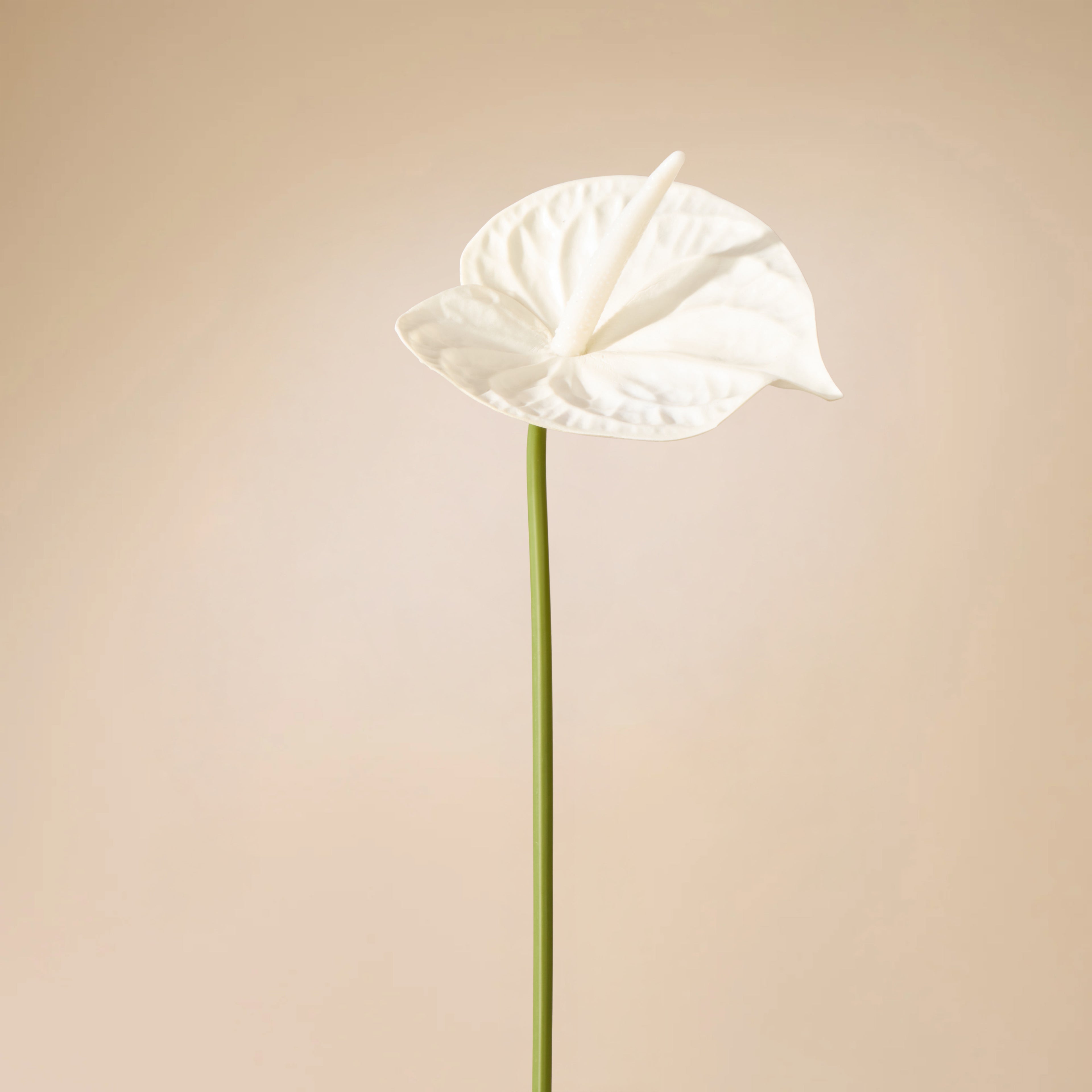 Faux Anthurium Stem | White - 69cm