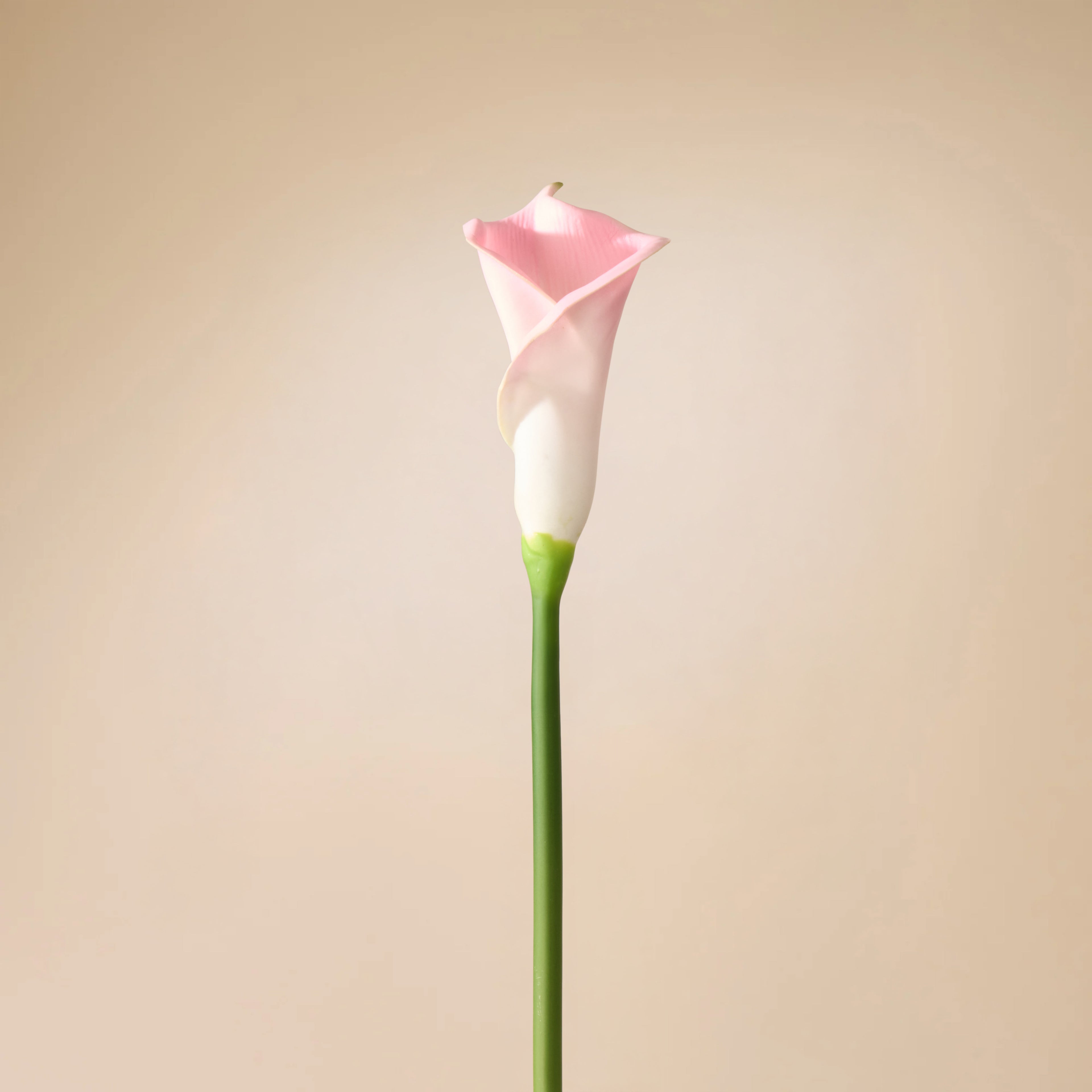 Faux Calla Lily Stem | Pink - 64cm