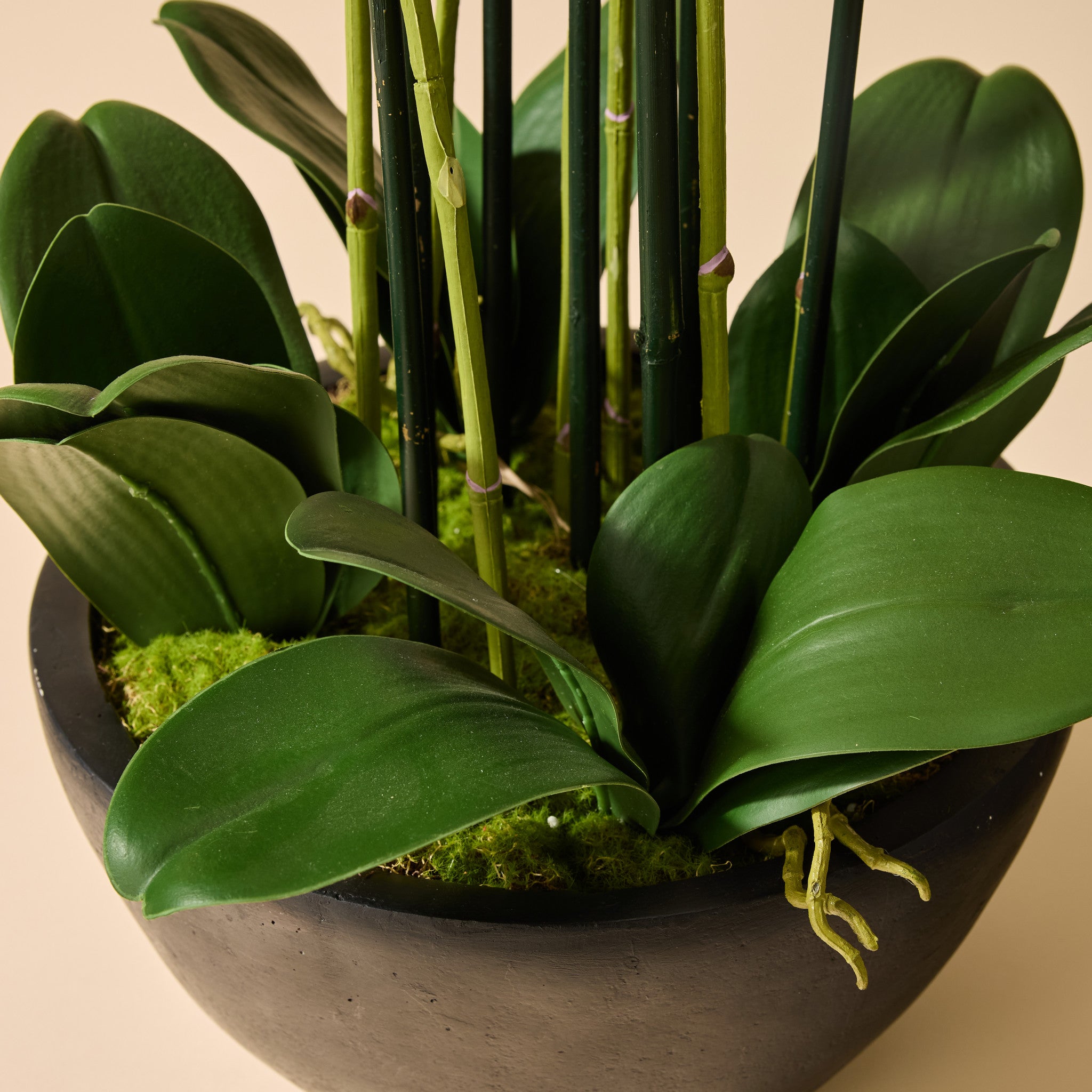 Faux Phalaenopsis Orchid - Black Pot | White - 85cm
