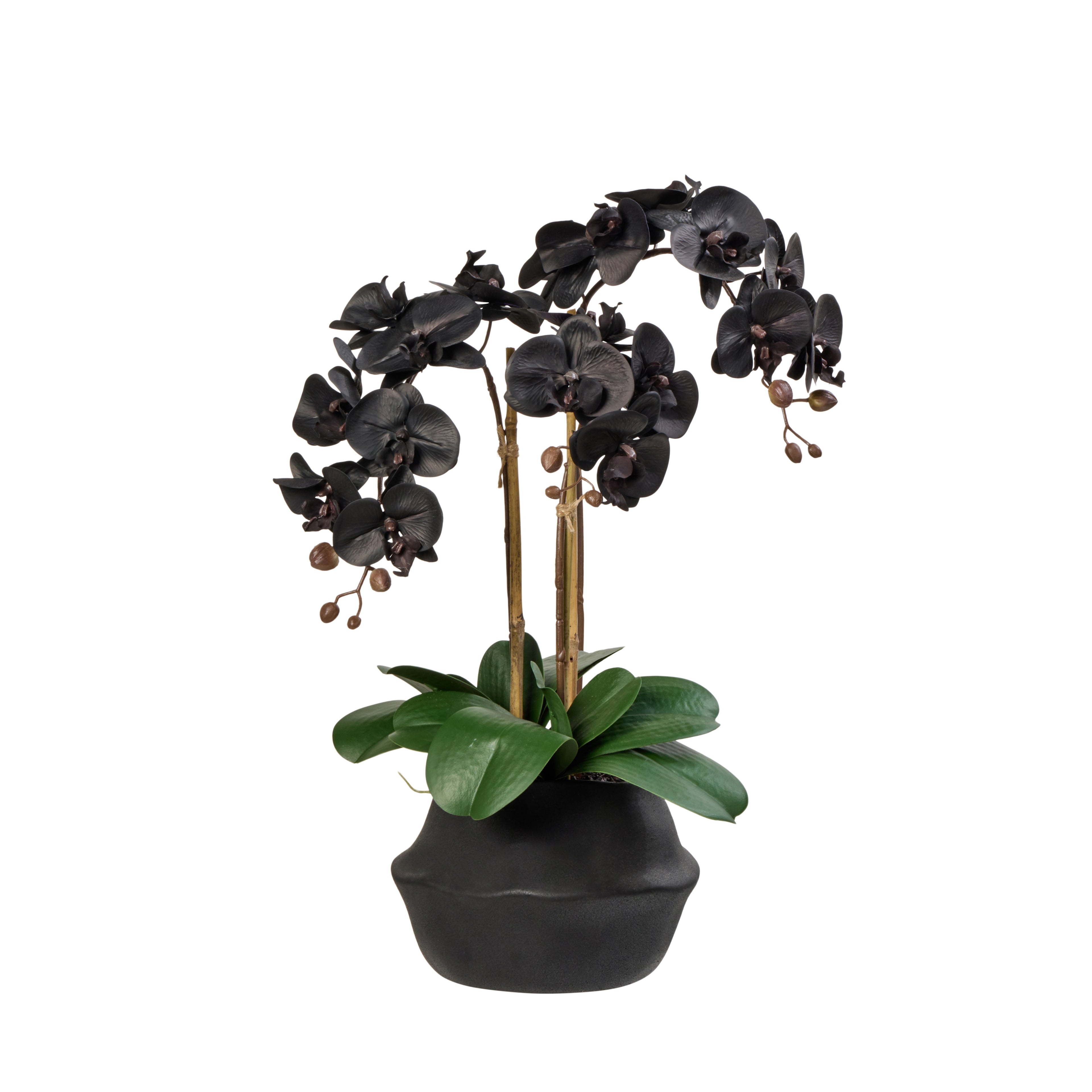 Faux Phalaenopsis Plant - Maliah Pot | Black - 60cm