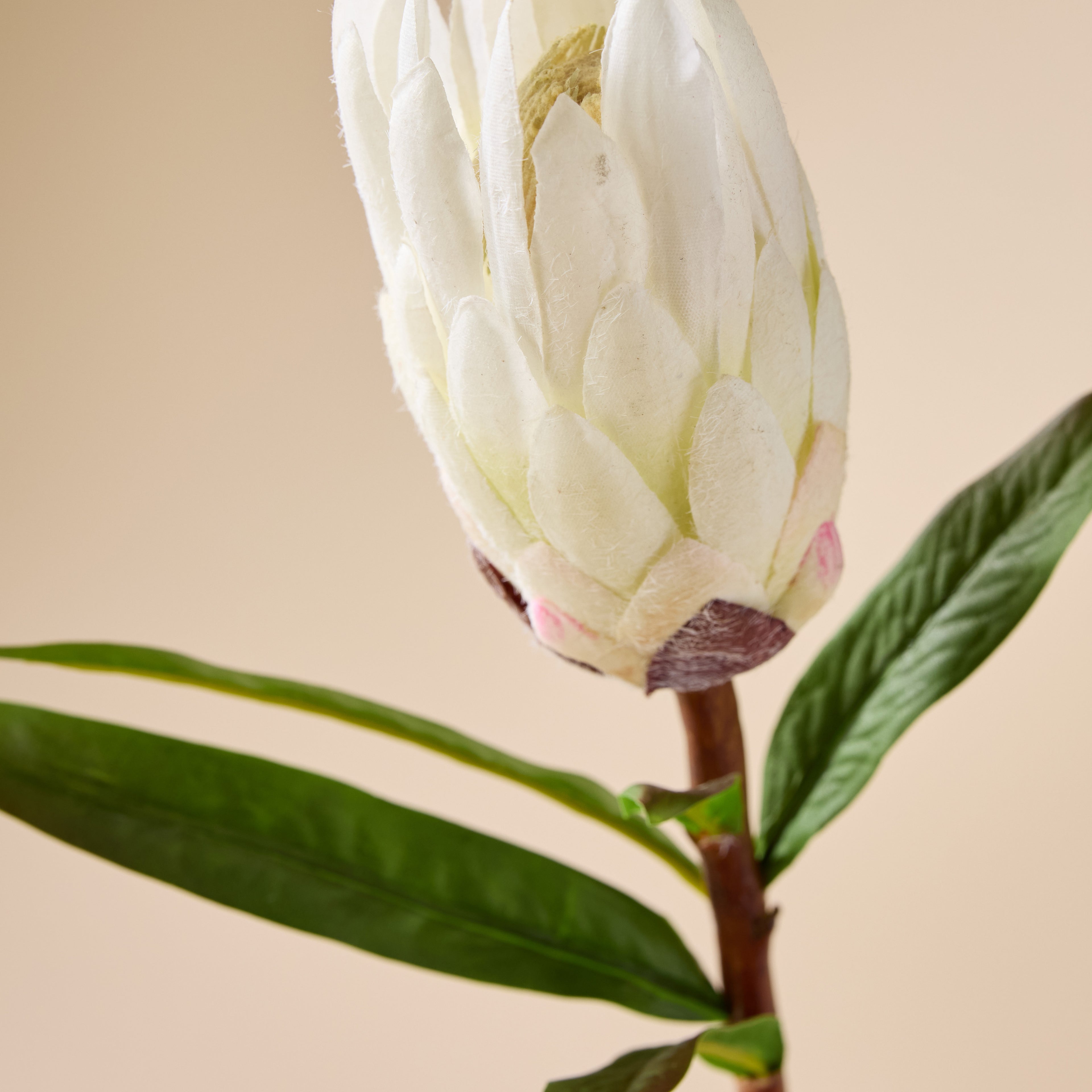 Faux Flocked Protea Stem | White - 61cm