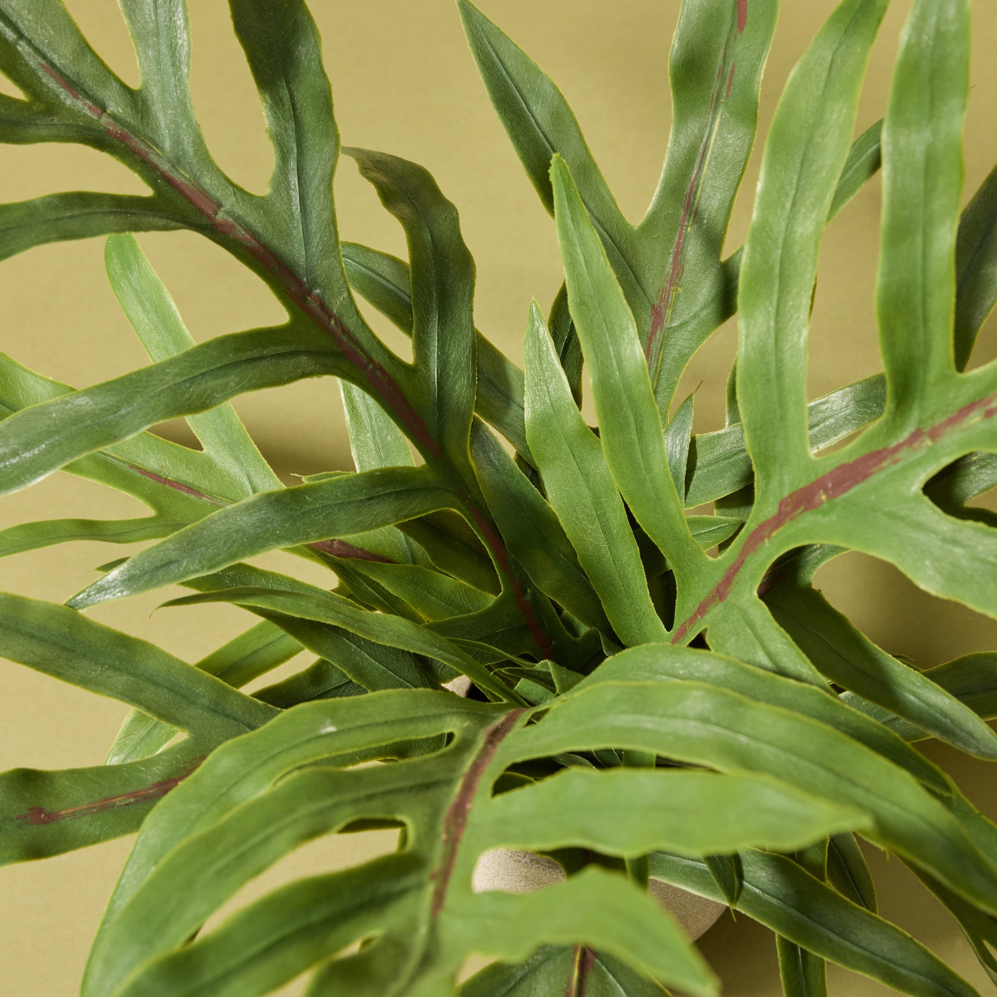 Faux Potted Blue Star Fern | 46cm