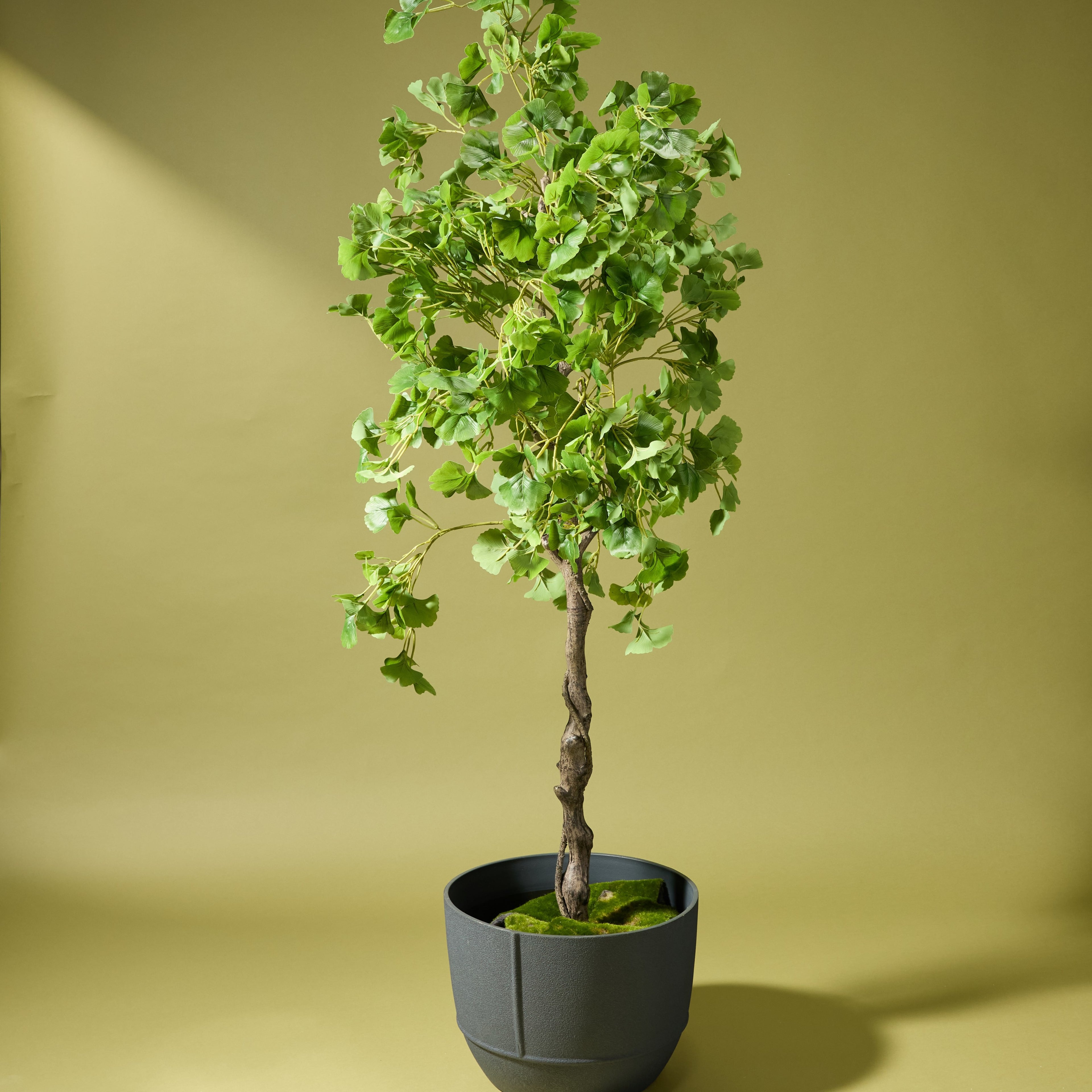 Faux Ginkgo Tree - Garden Pot | 173cm