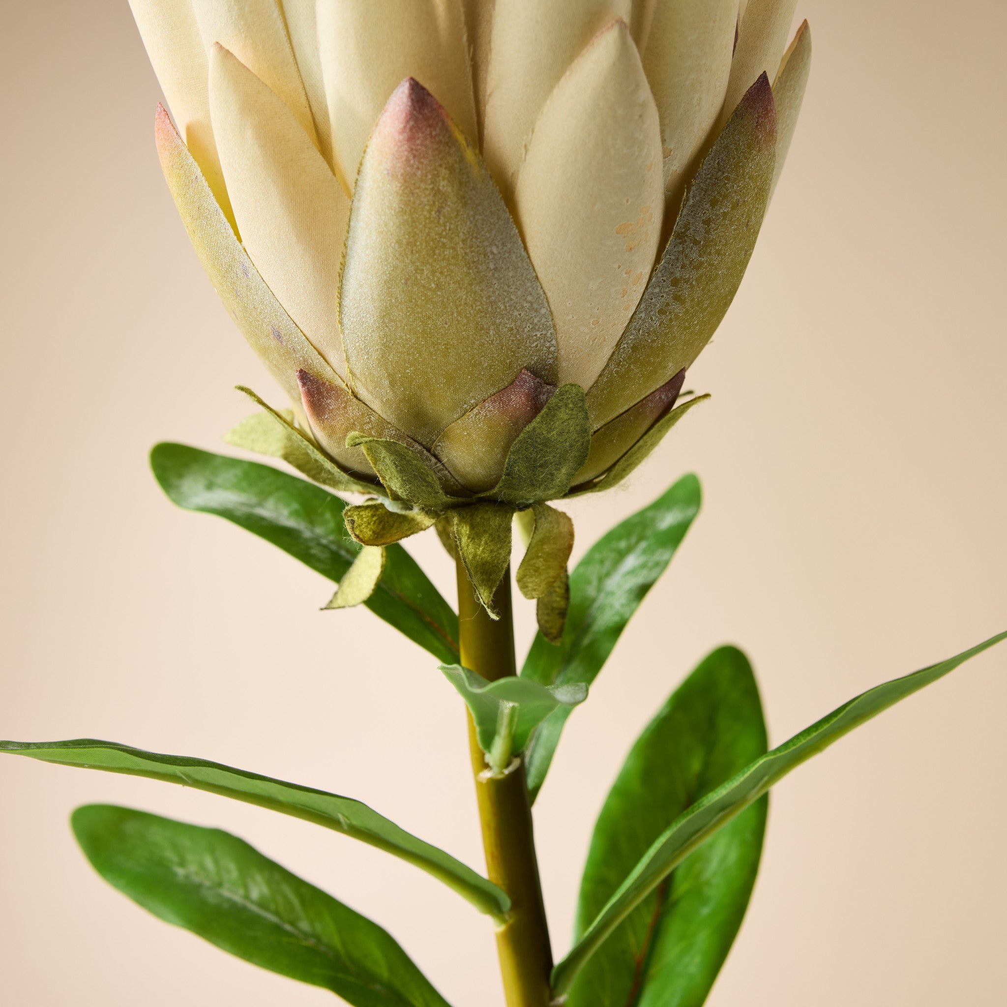 Faux Protea Spray | Cream - 60cm