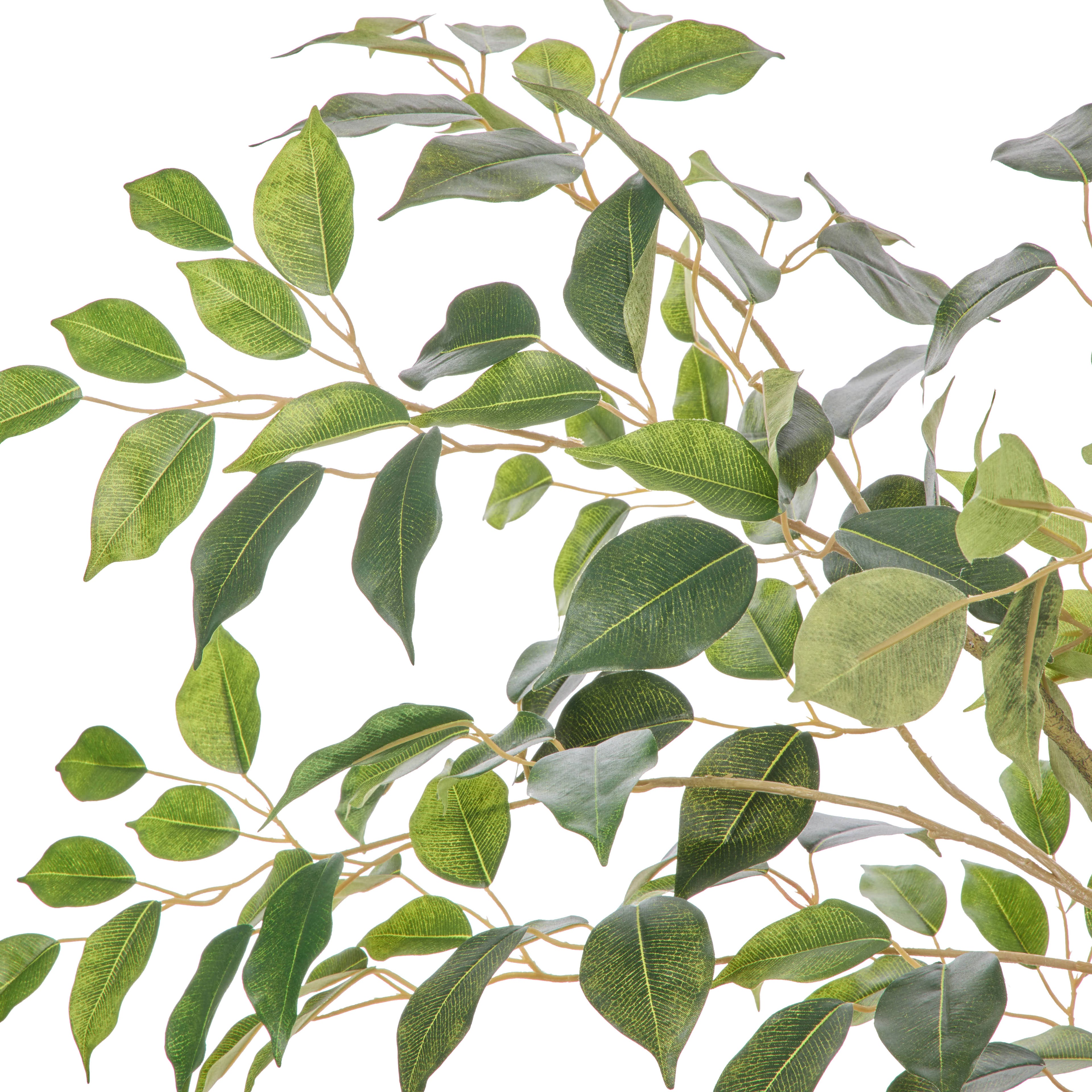 Faux Ficus Tree - White Pot | Green - 150cm
