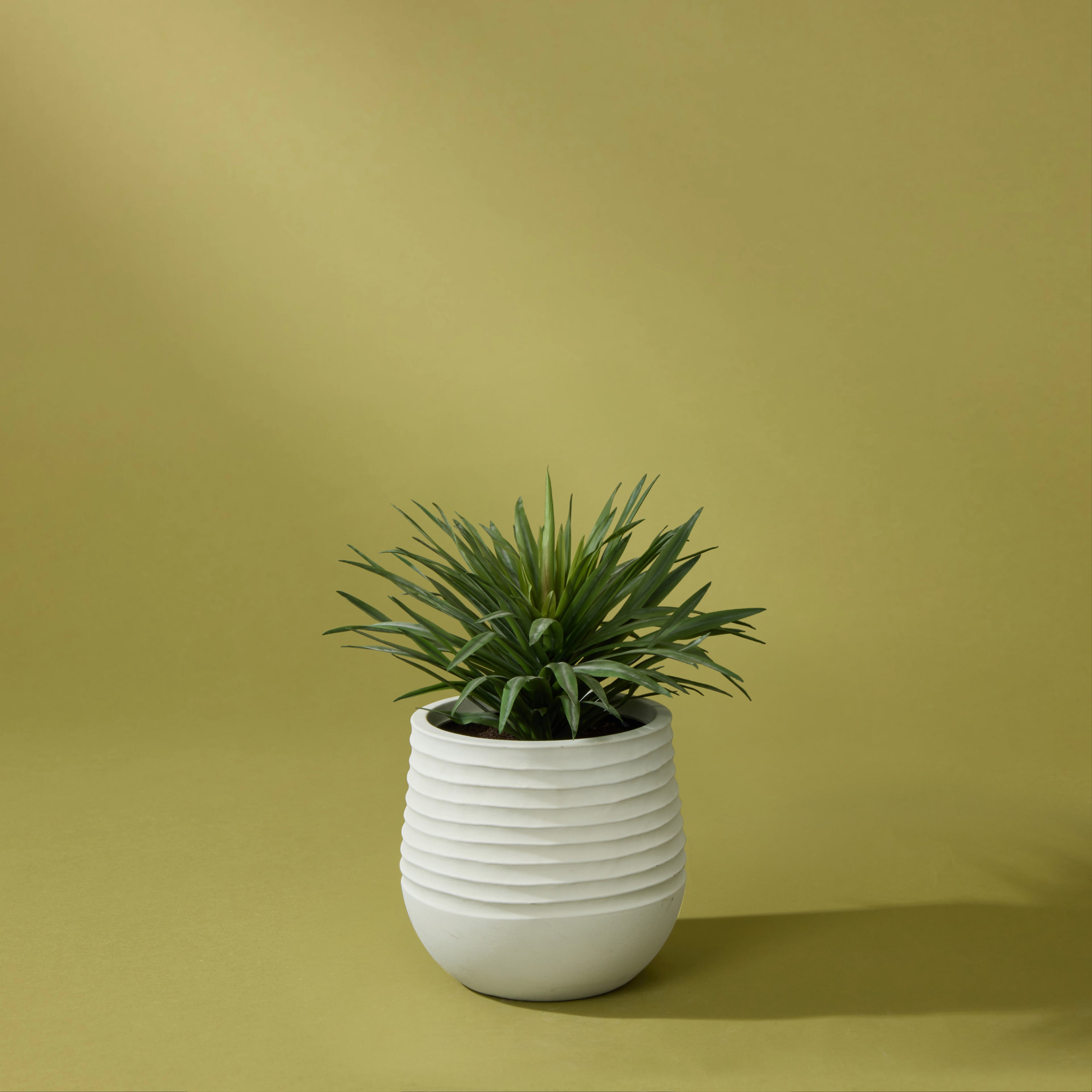 Faux Sisal Plant UV Treated - Ryker Stonelite Planter | 72cm