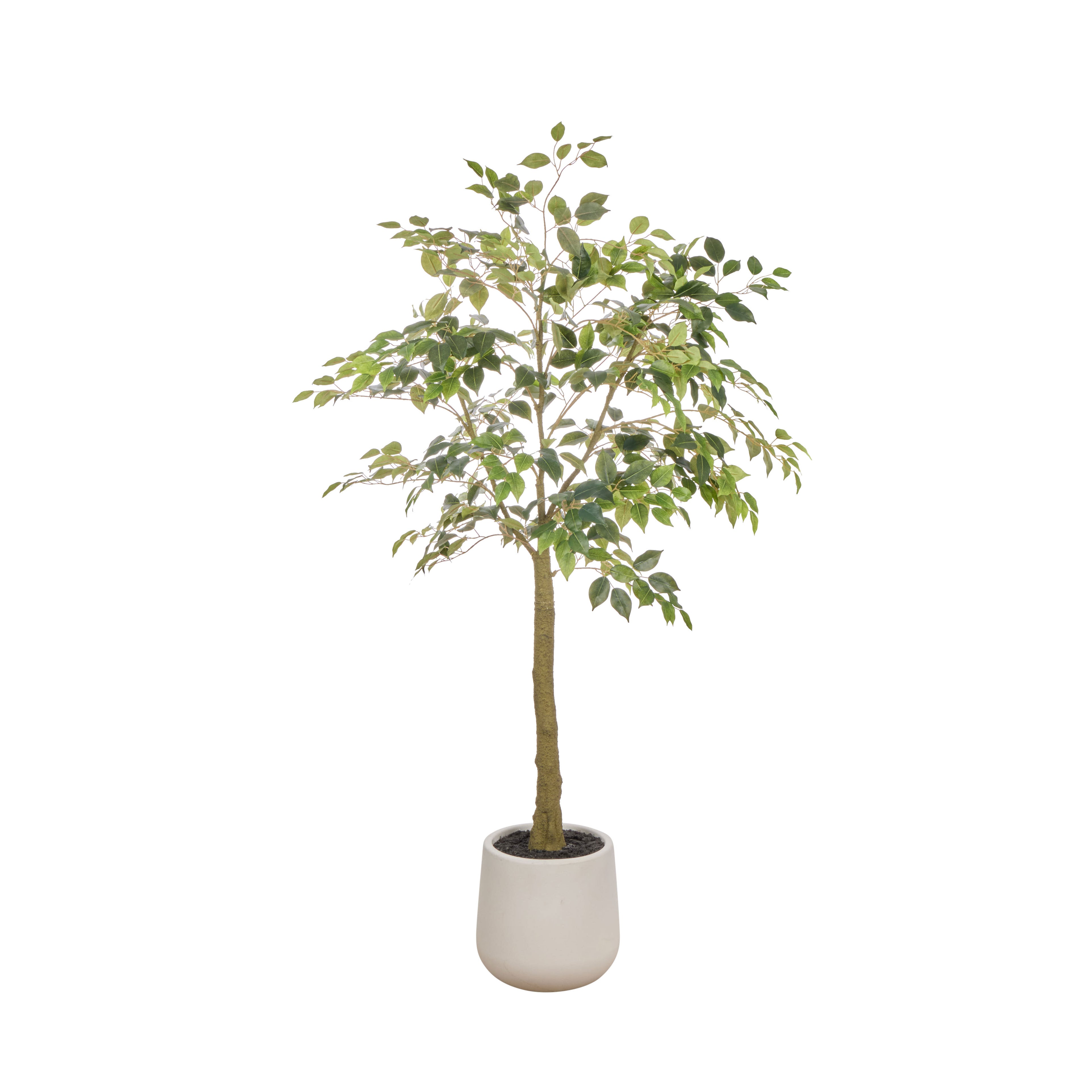 Faux Ficus Tree - White Pot | Green - 180cm