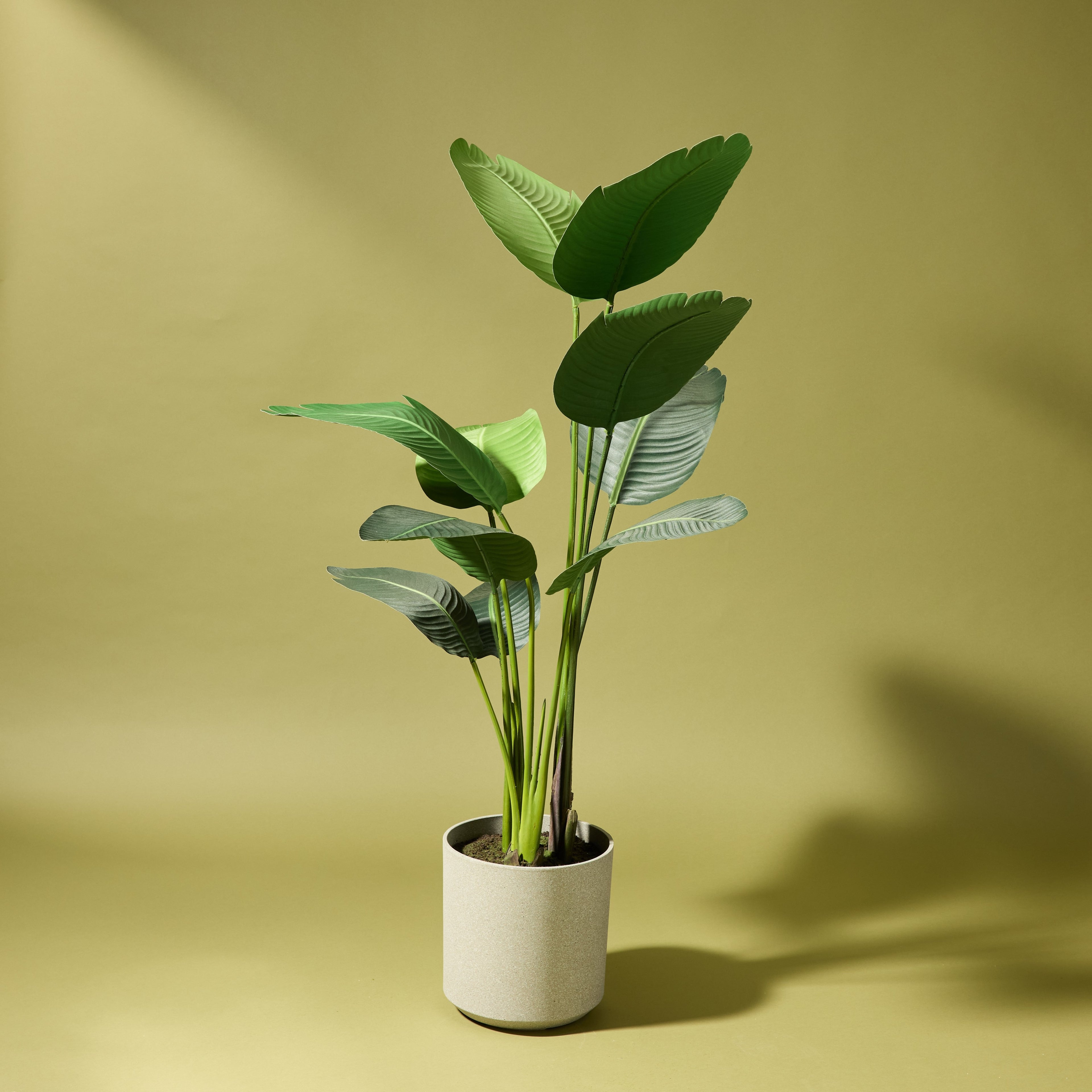 Faux Giant Bird Of Paradise - Cylinder Planter | 145cm