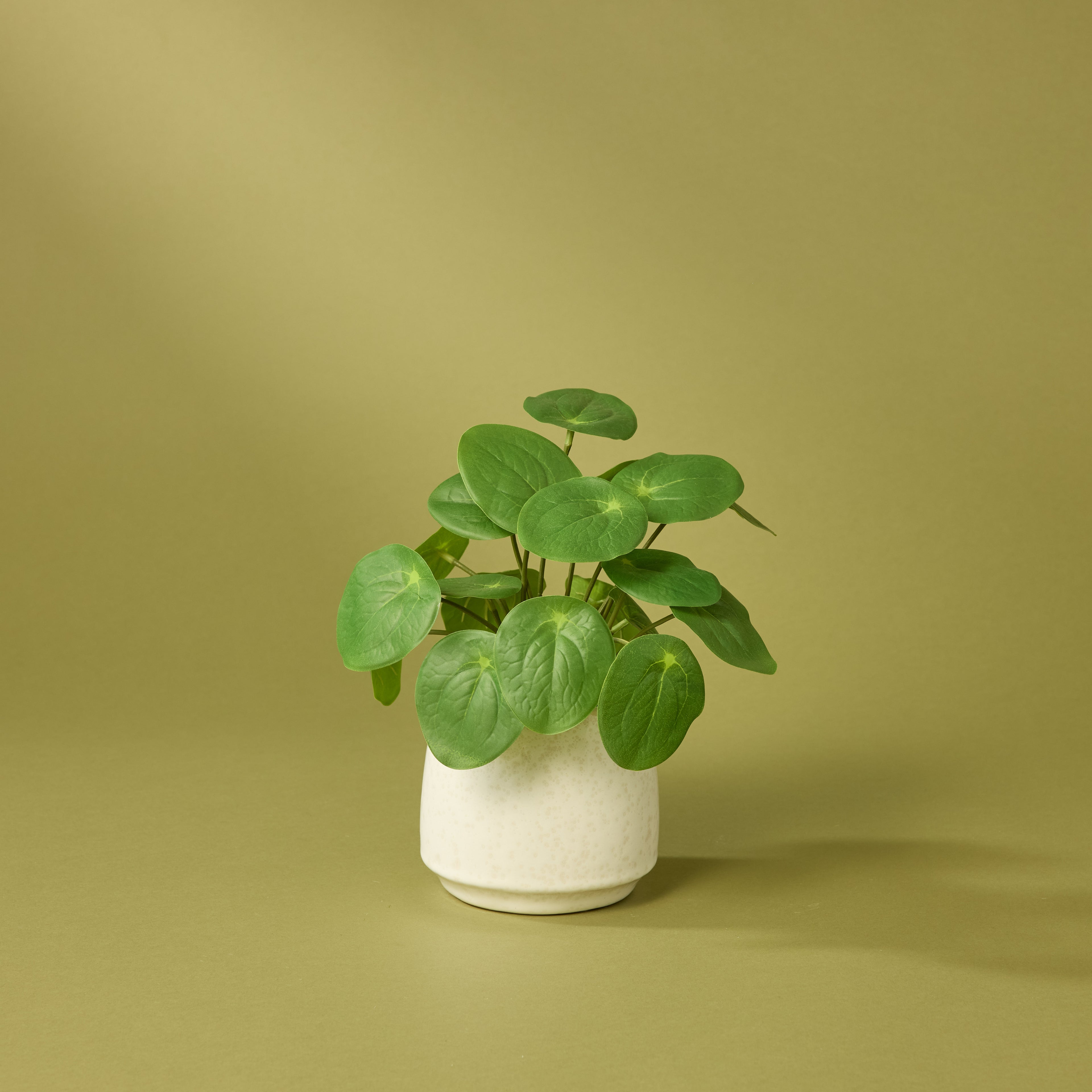 Faux Pilea Plant - Gianna Pot | Green - 24cm