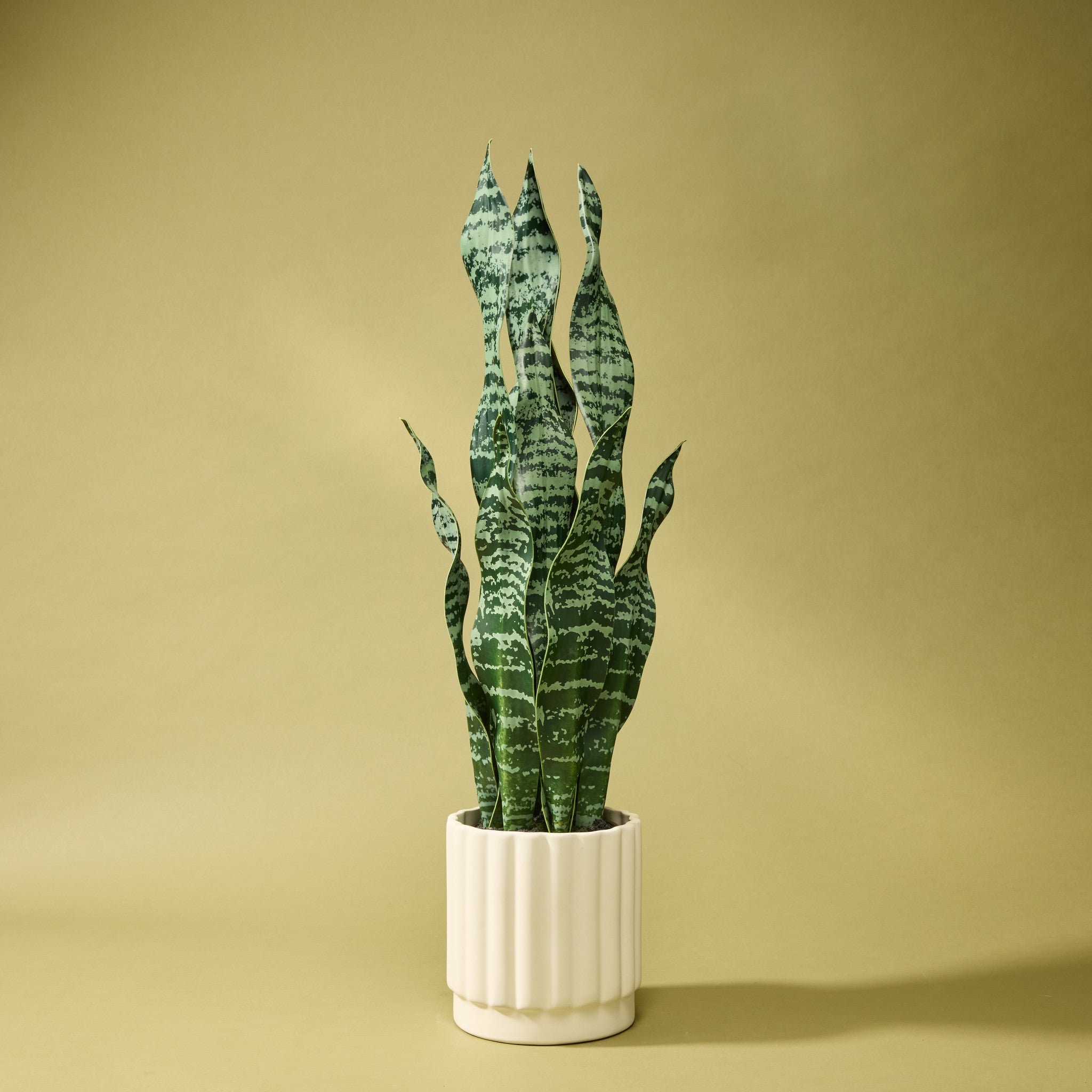 Faux Sansevieria Plant - Garden Pot | 65cm