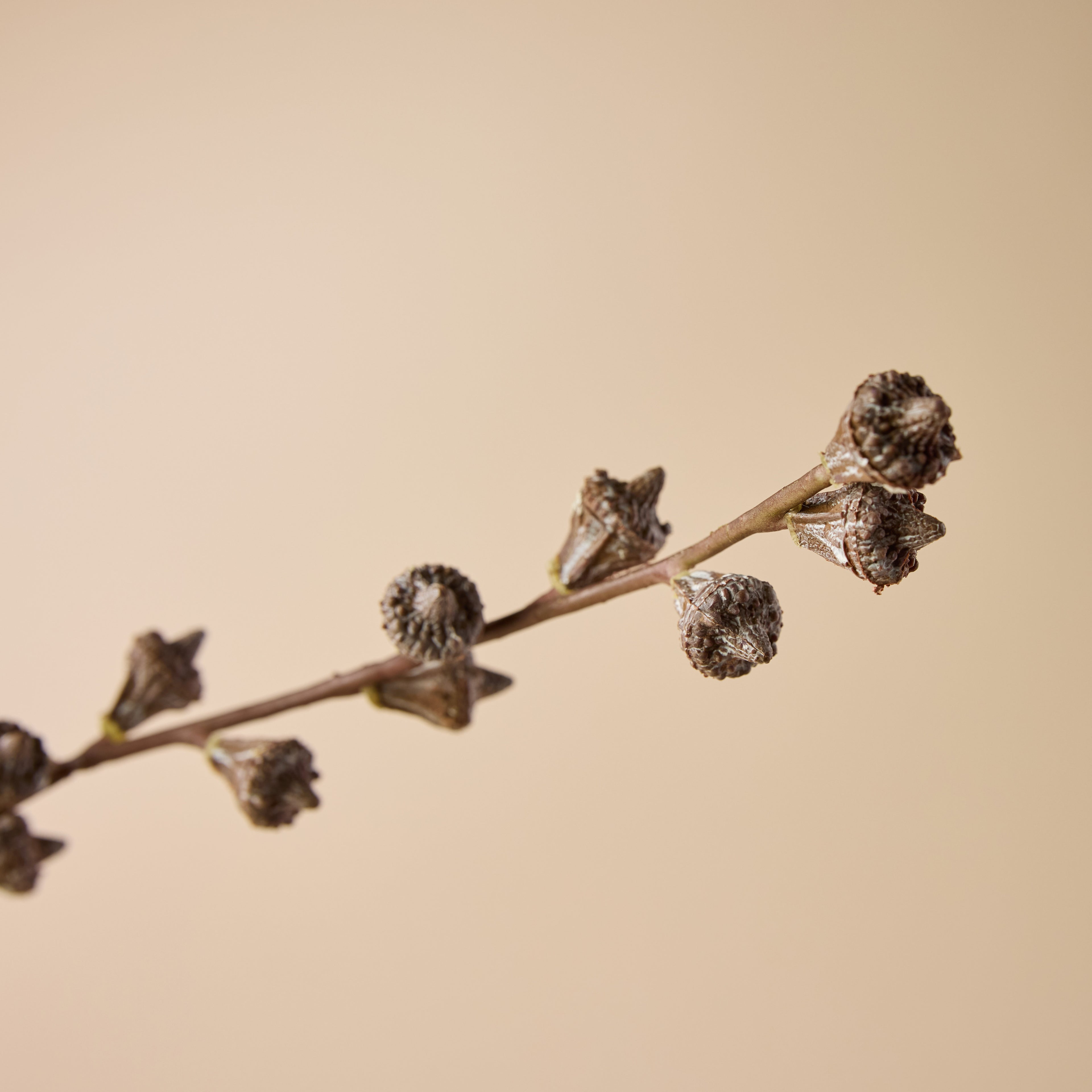 Faux Gumnut Spray | Brown - 62cm