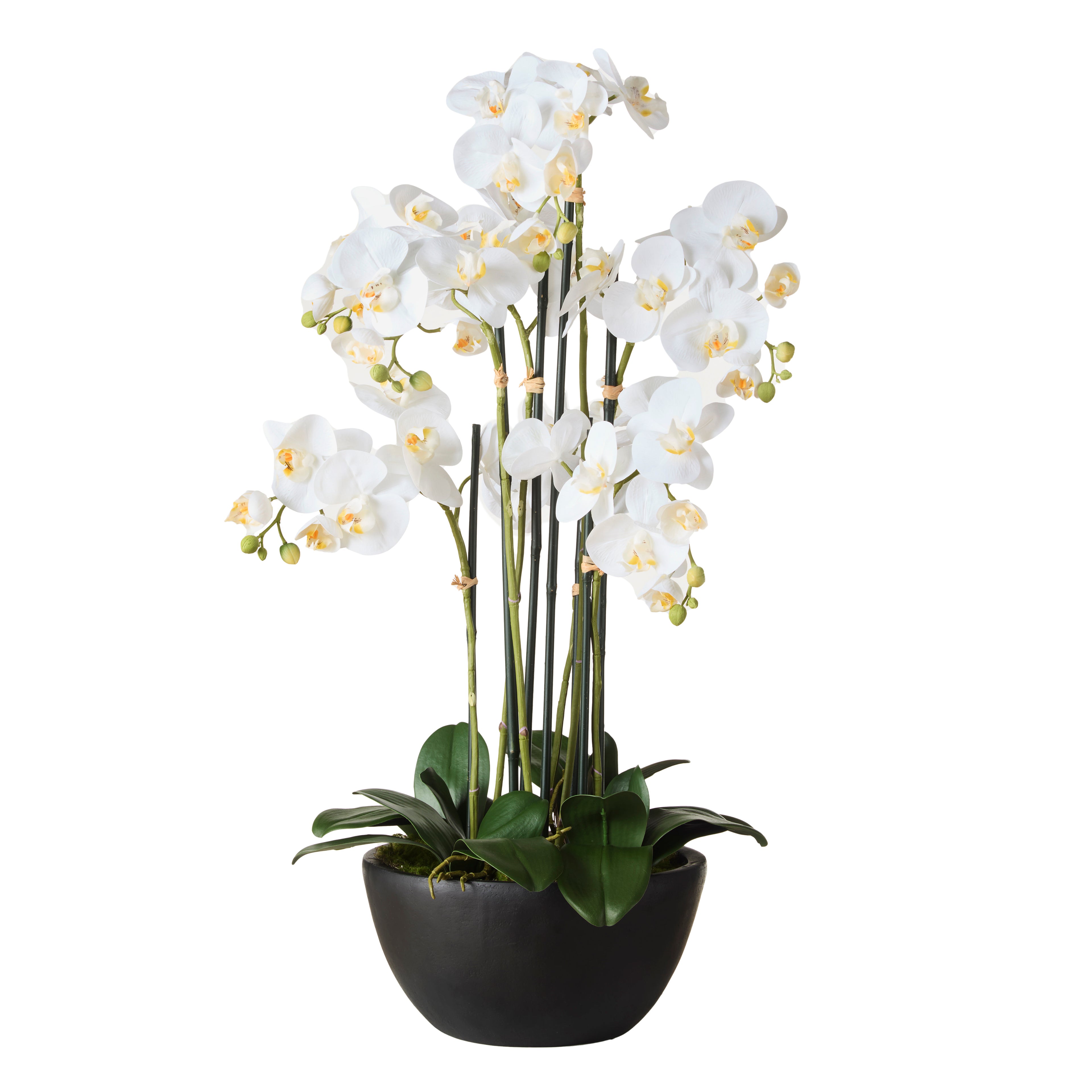 Faux Phalaenopsis Orchid - Black Pot | White - 85cm