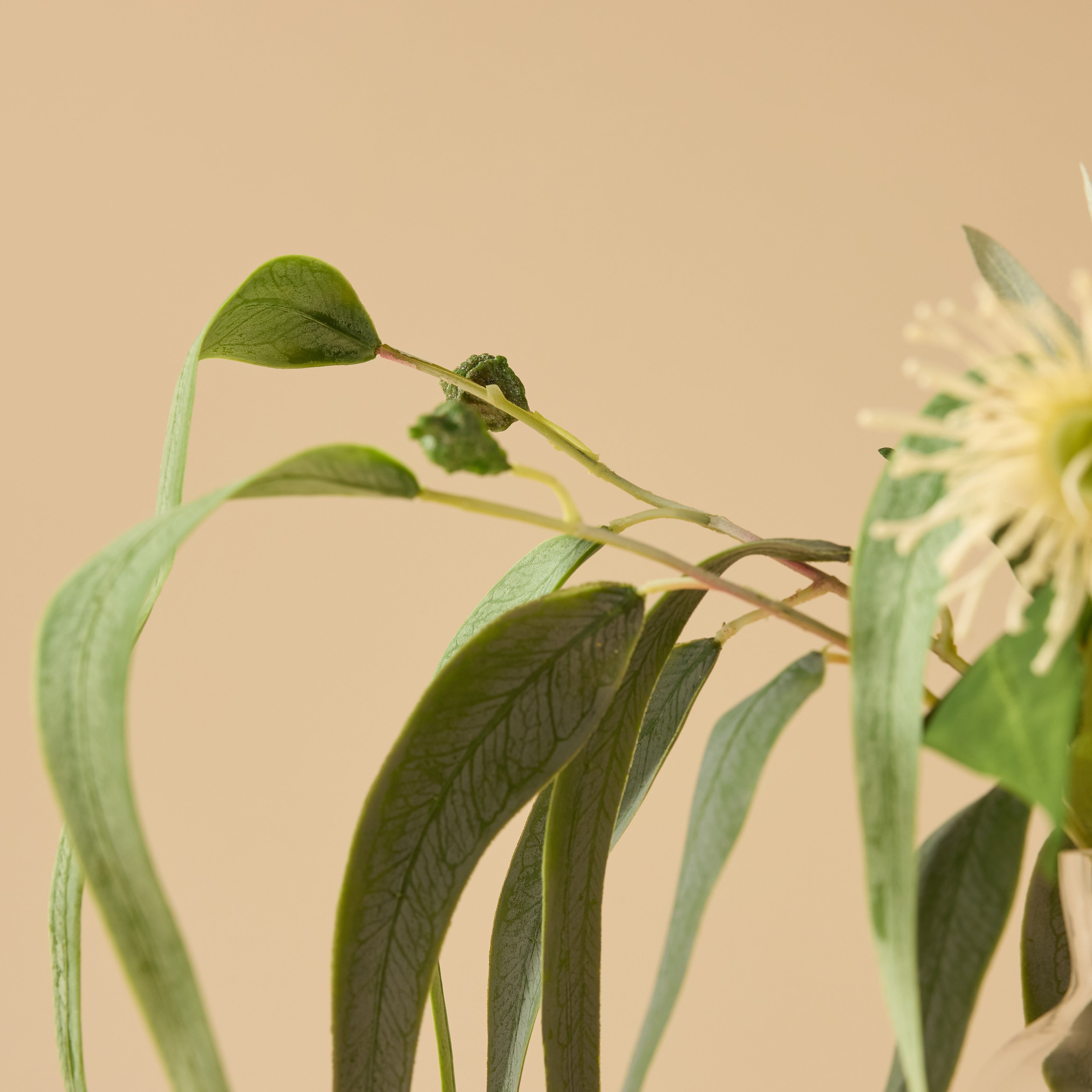 Faux Banksia Eucalyptus Arrangement - Glass Vase | Cream - 38cm