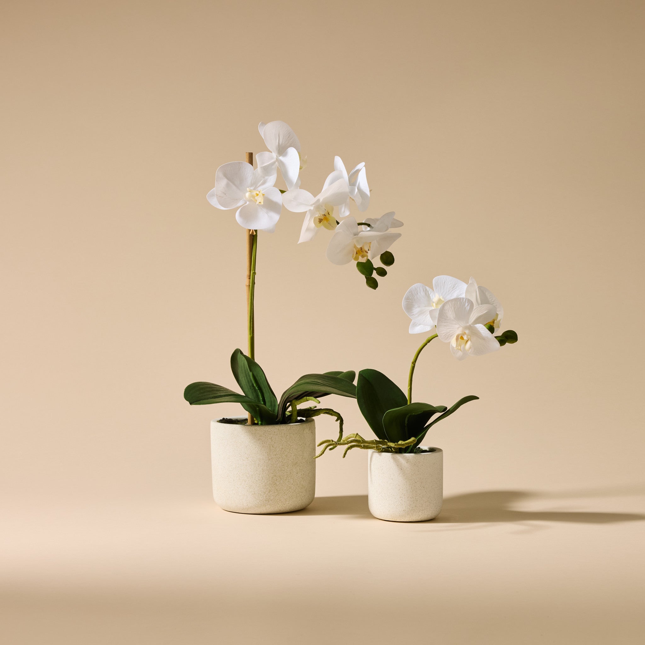 Faux Butterfly Orchid - Smooth Pot | 45cm