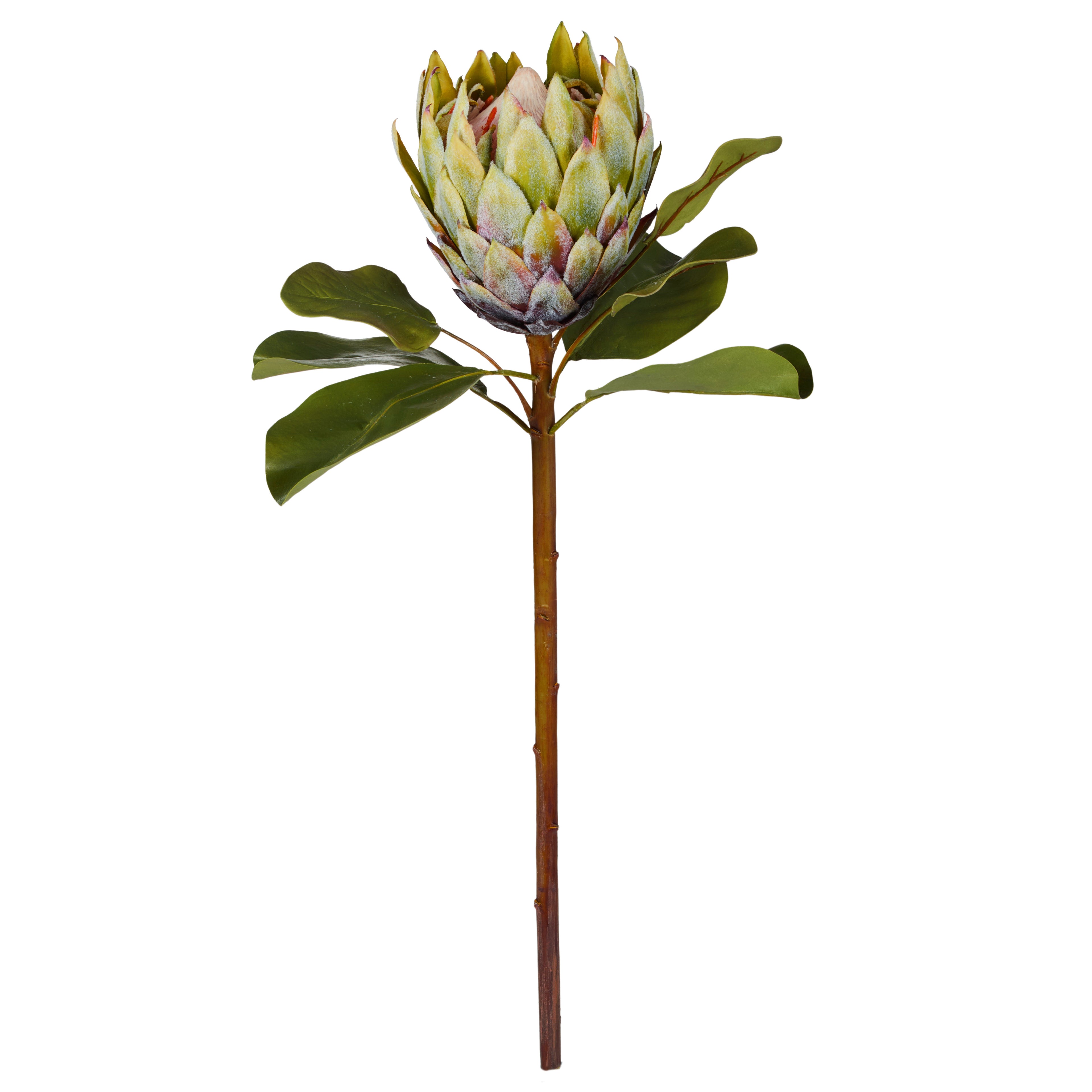 Faux Grand Protea Stem | Green - 63cm