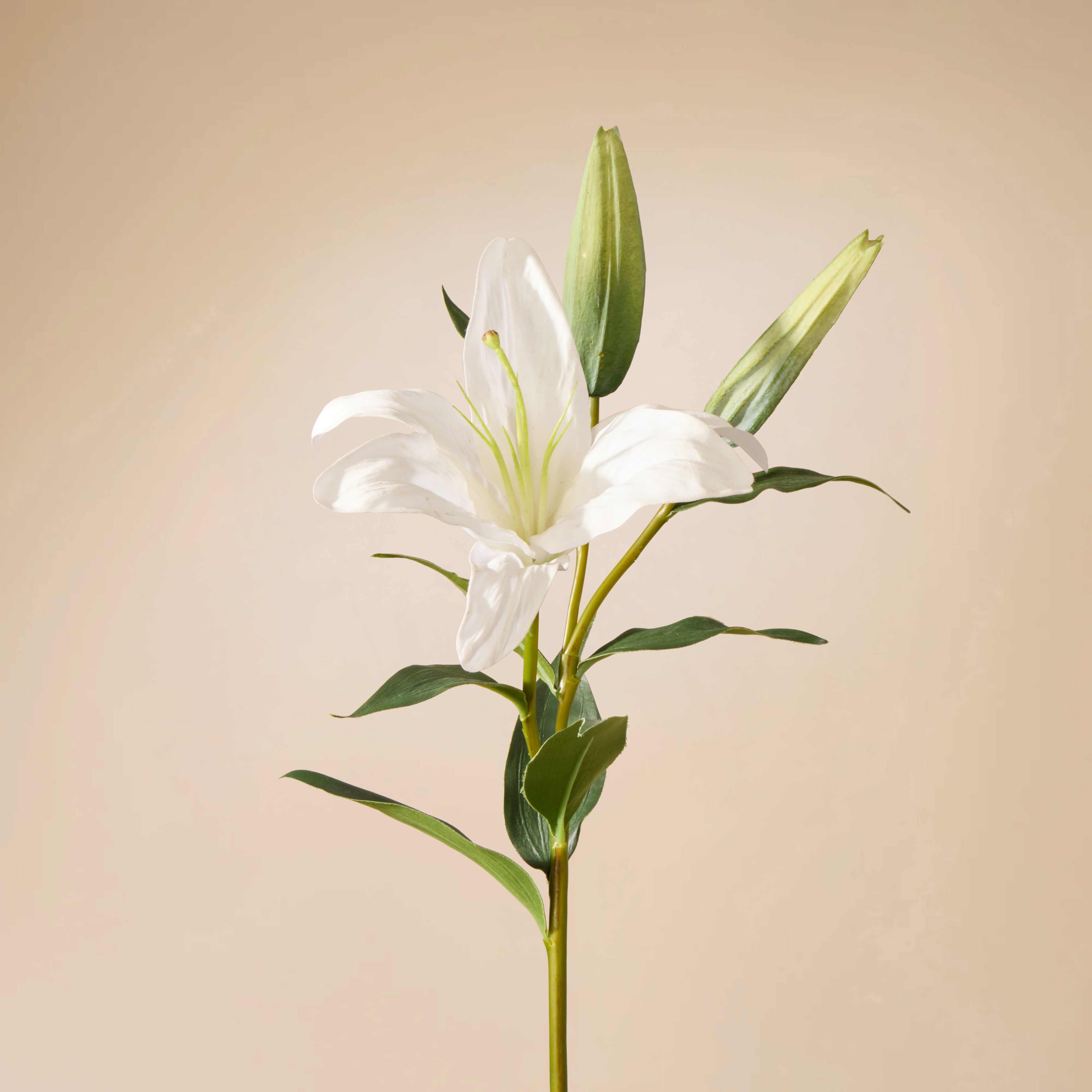 Faux Casablanca Lily | White - 80cm