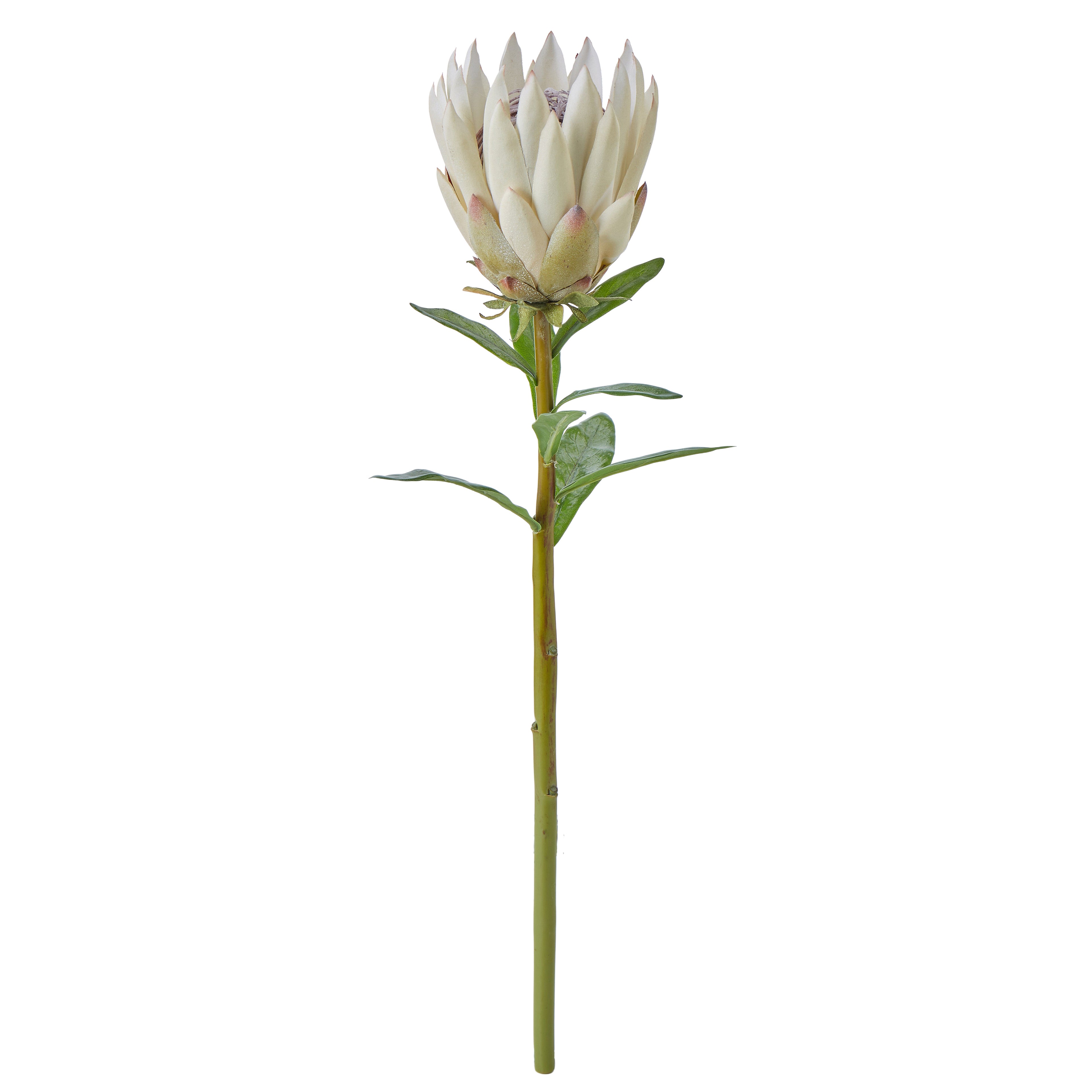 Faux Protea Spray | Cream - 60cm