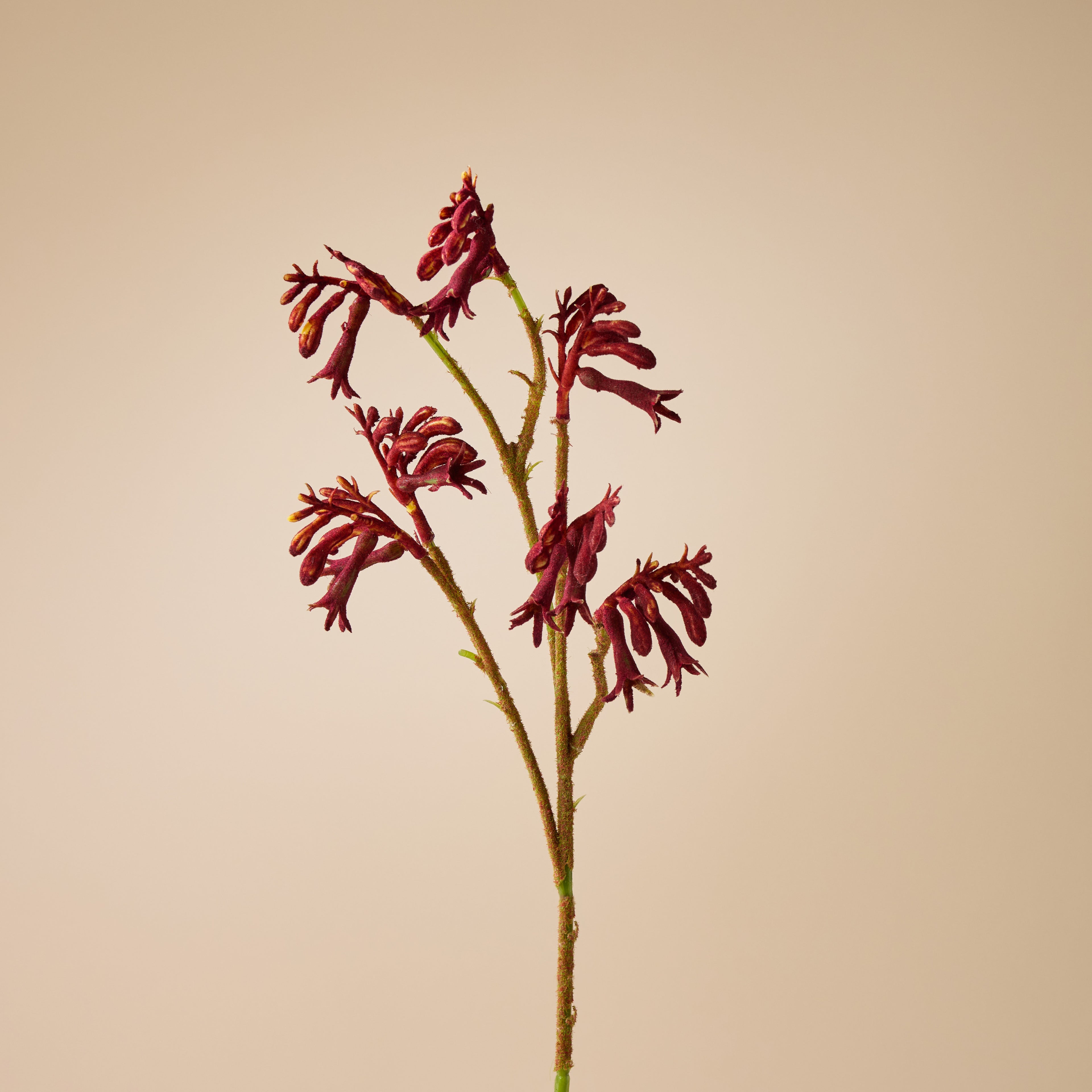 Faux Kangaroo Paw Spray | Red - 62cm