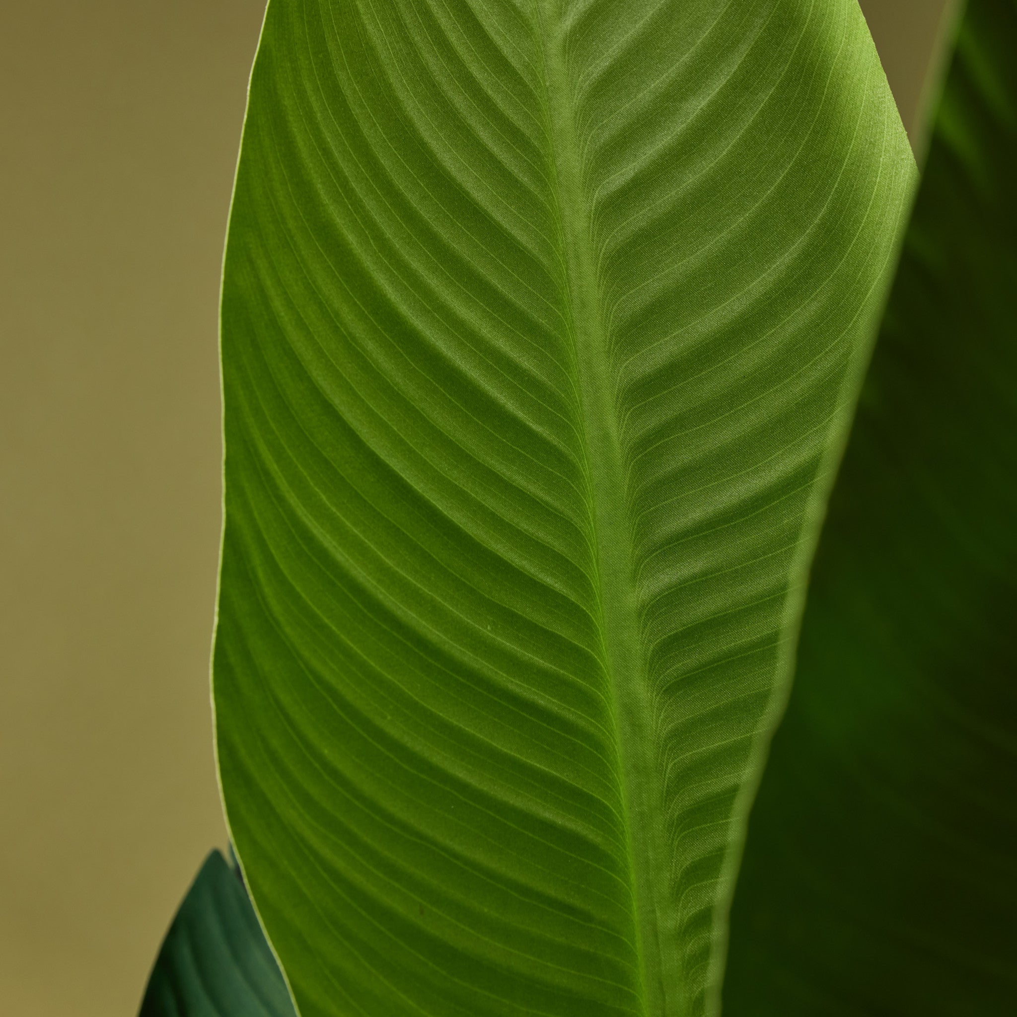 Faux Giant Bird of Paradise Plant | 244cm