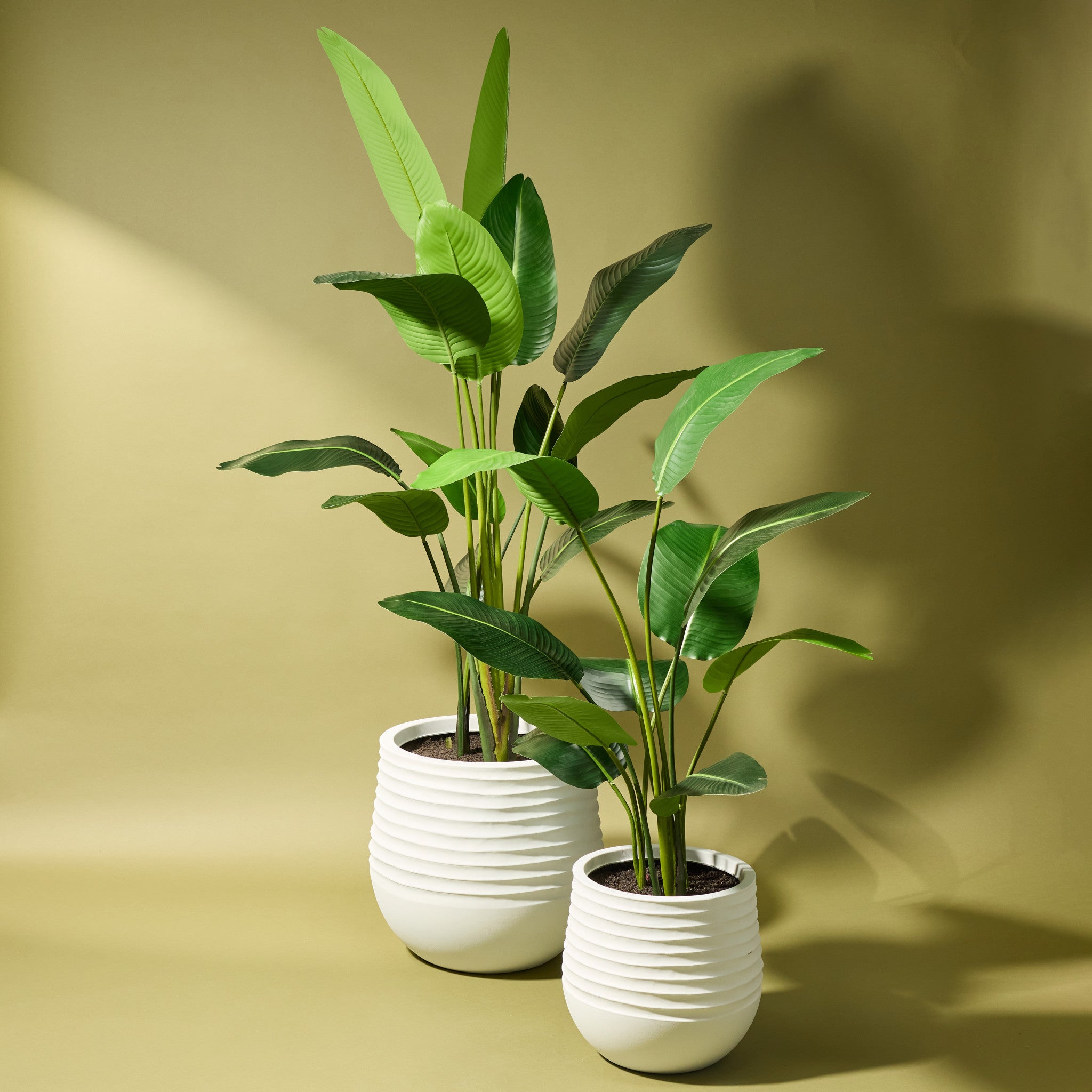 Faux Bird of Paradise - Ryker Planter | White - 208cm