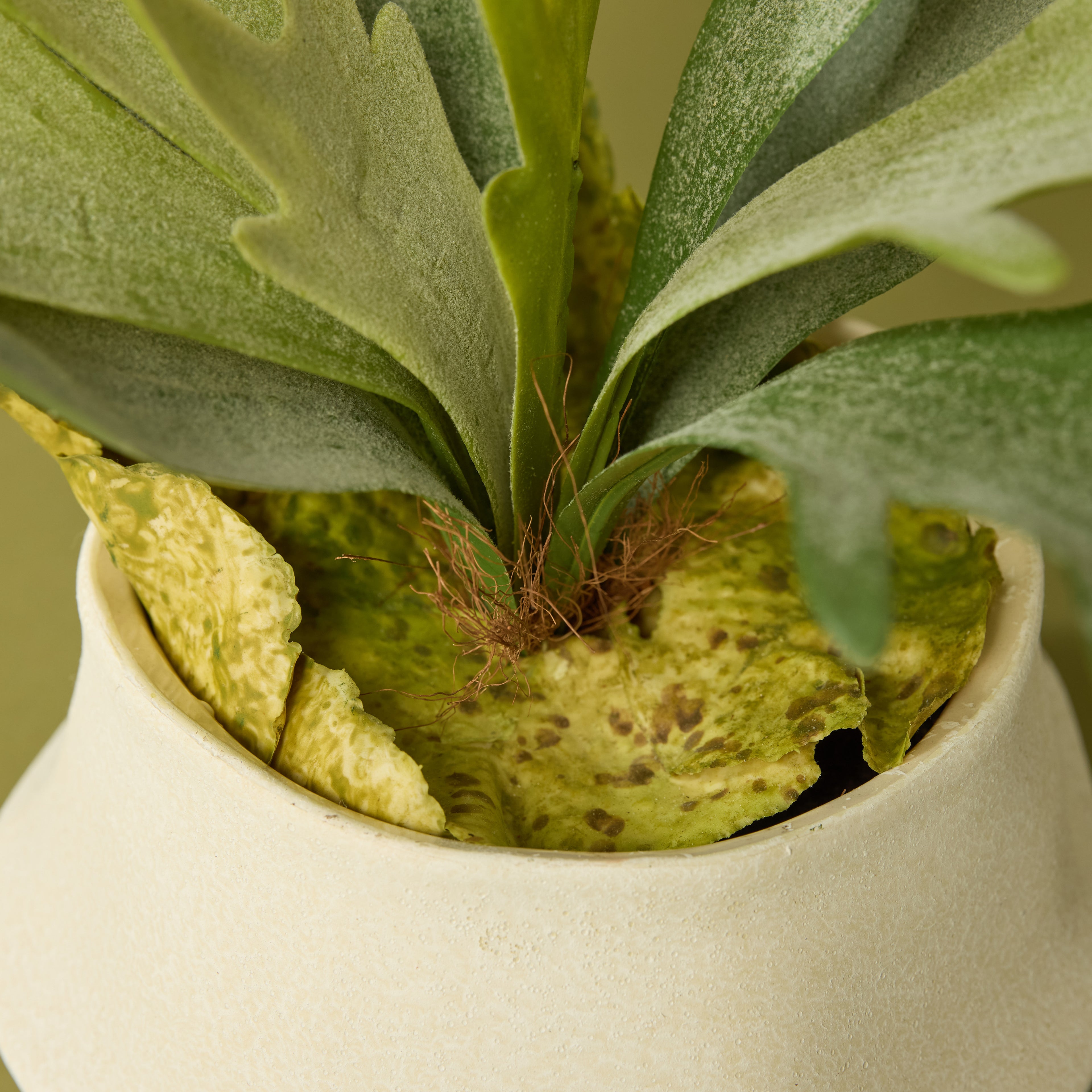 Faux Staghorn Fern - Maliah Wide Pot | Cream - 27cm