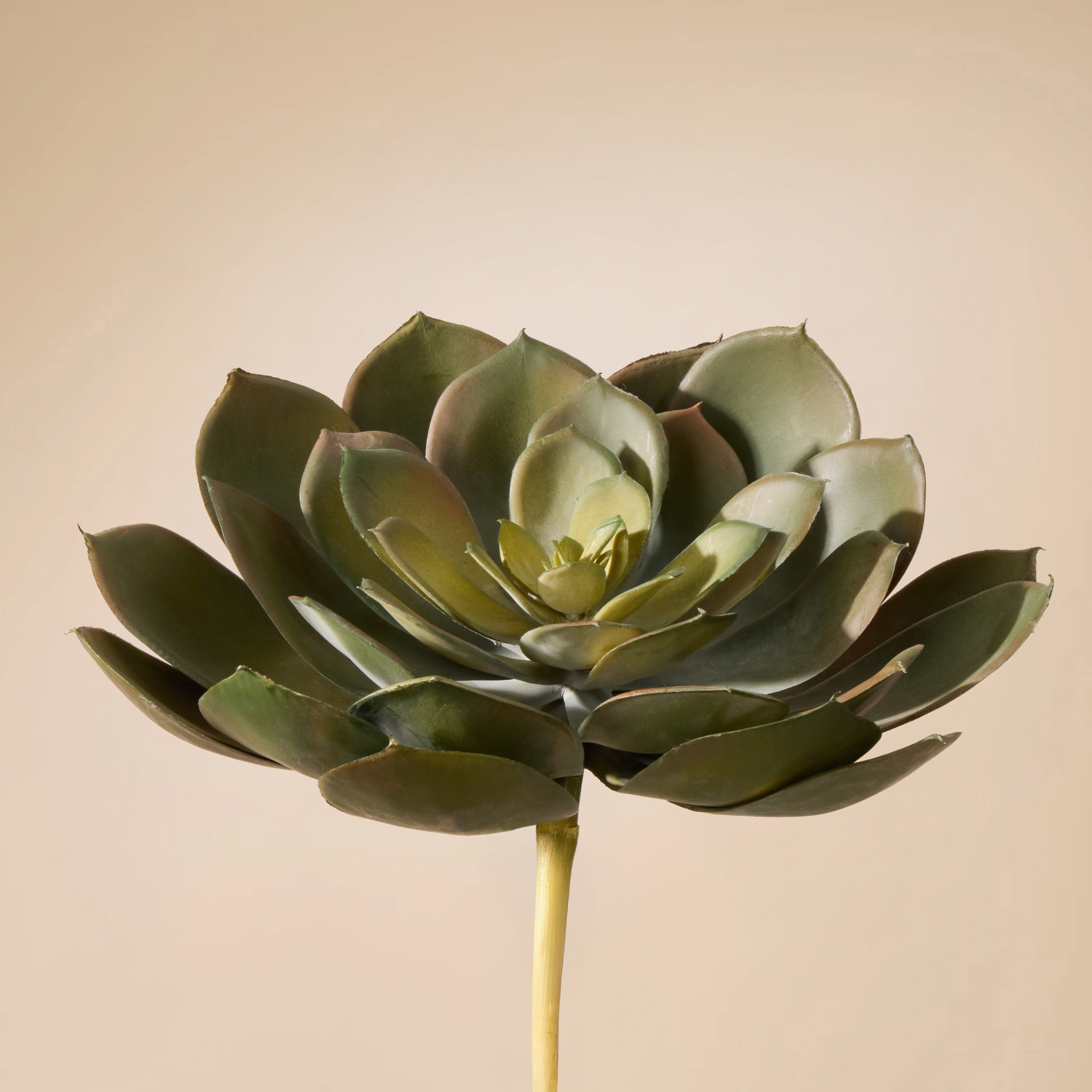 Faux Echeveria Succulent | Green - 18cm