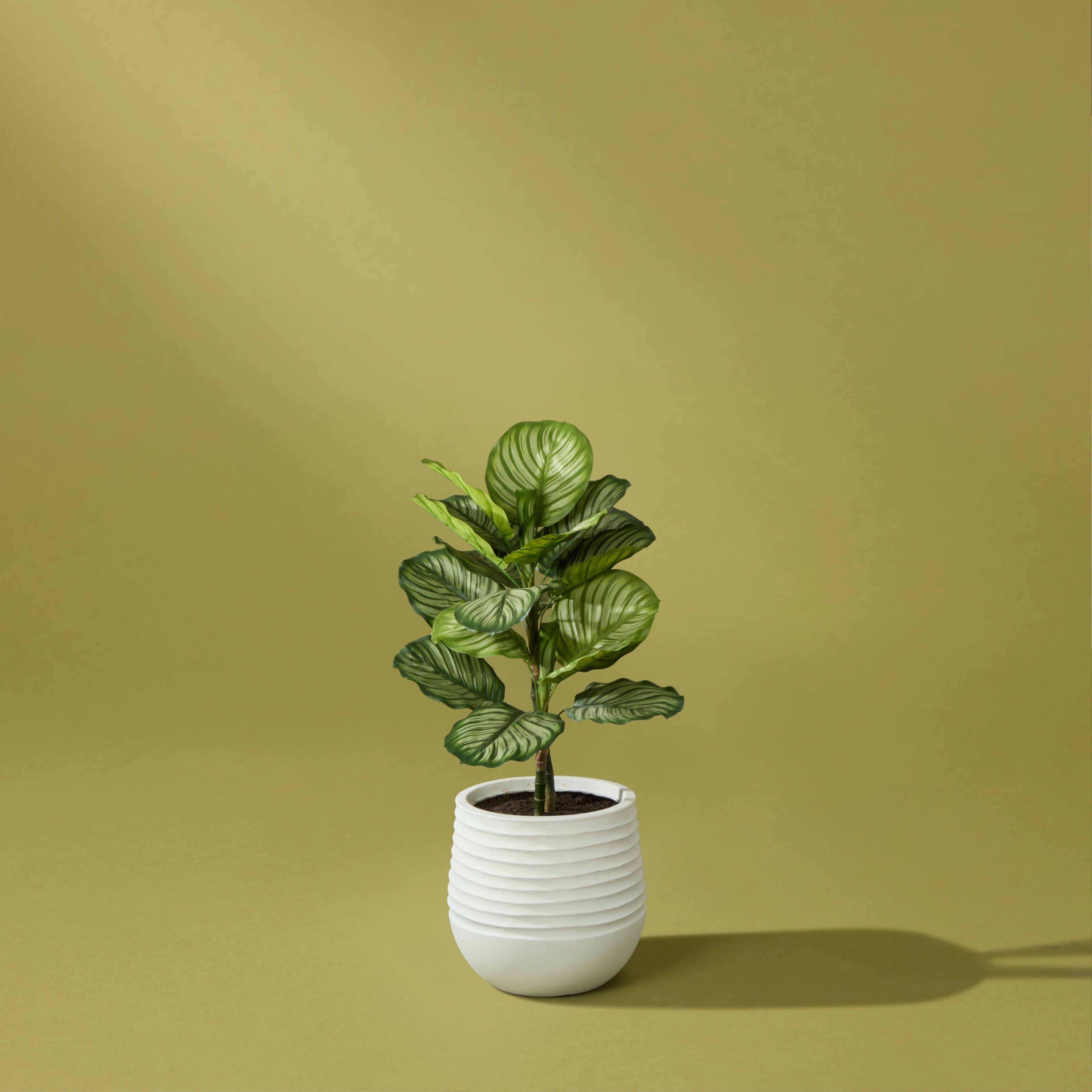 Faux Calathea Plant - Ryker Stonelite Planter | White - 113cm