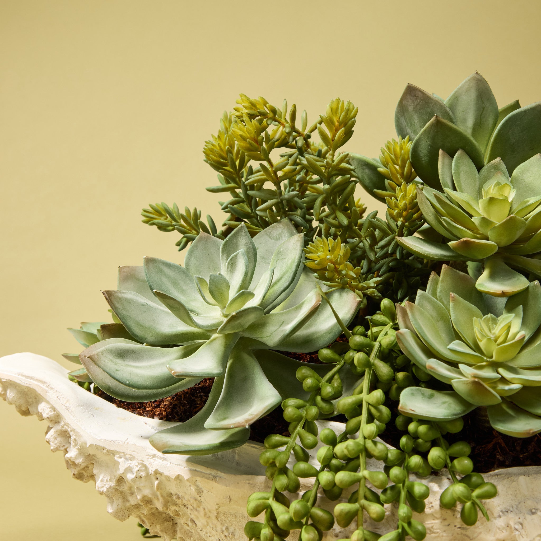 Faux Succulent Mix - Seychelles Clam Vessel | 52cm