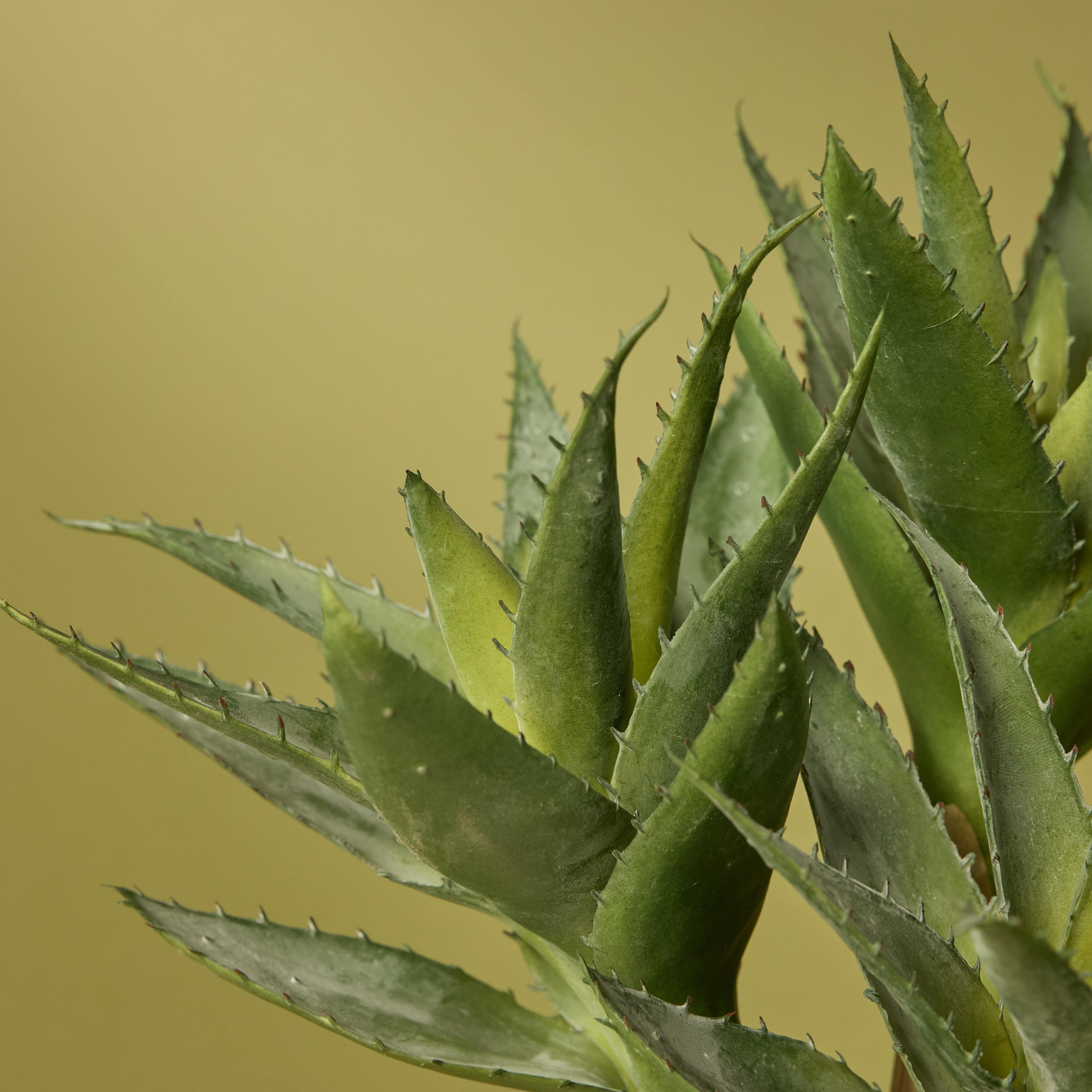 Faux Aloe Plant With 3 Heads - Cream Pot | 33cm